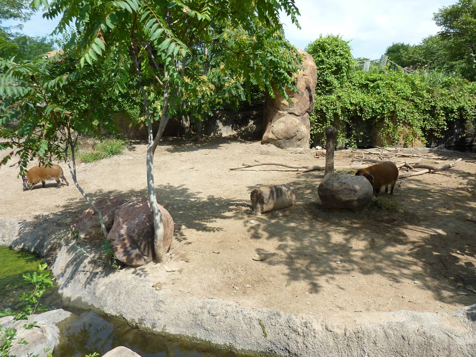 Pride Of The Plains - Red River Hog Exhibit