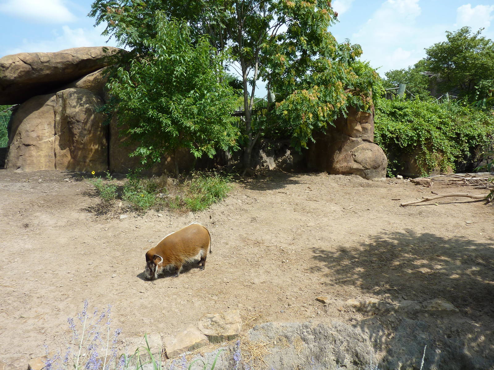 Pride Of The Plains - Red River Hog Exhibit