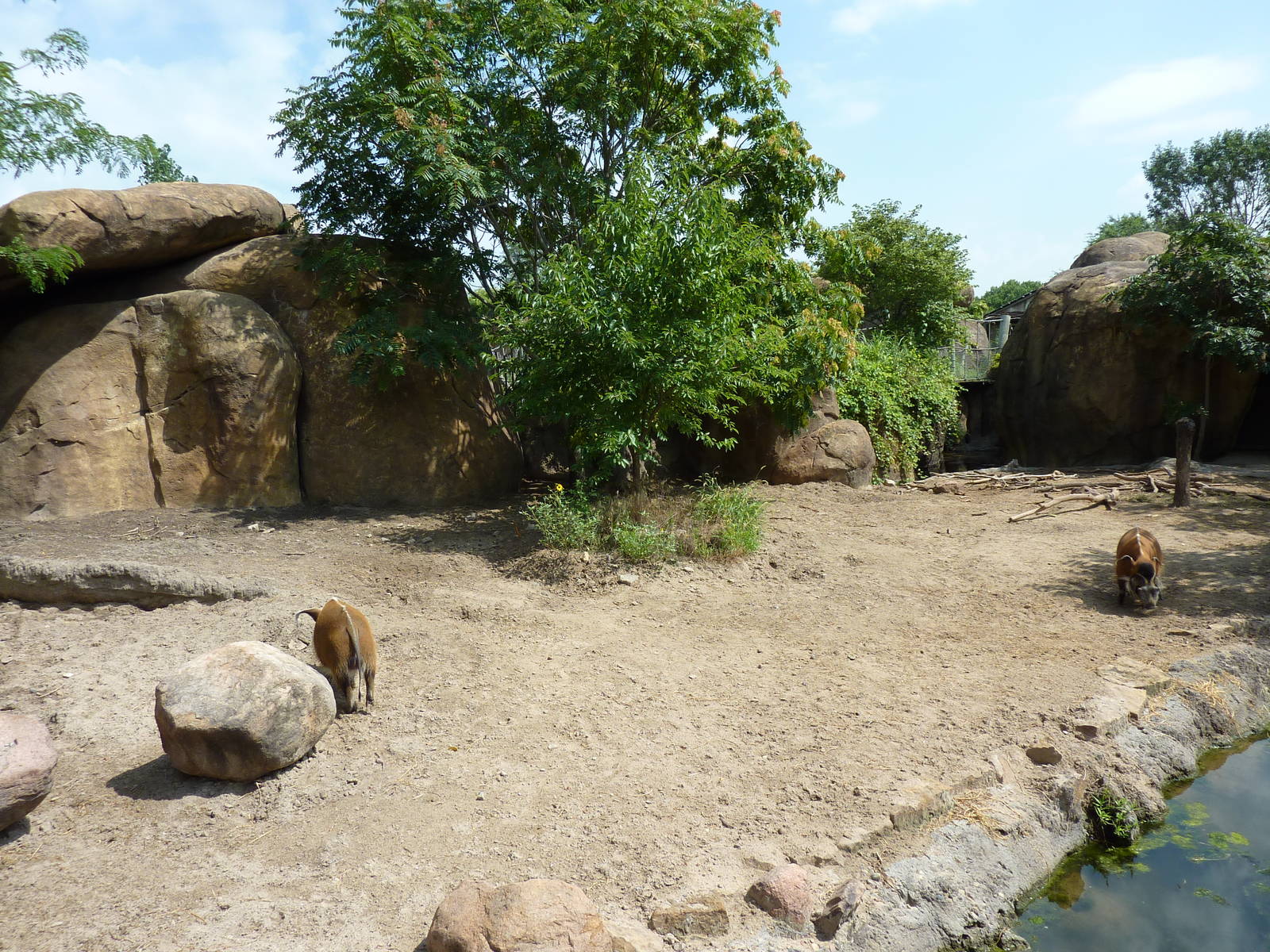 Pride Of The Plains - Red River Hog Exhibit