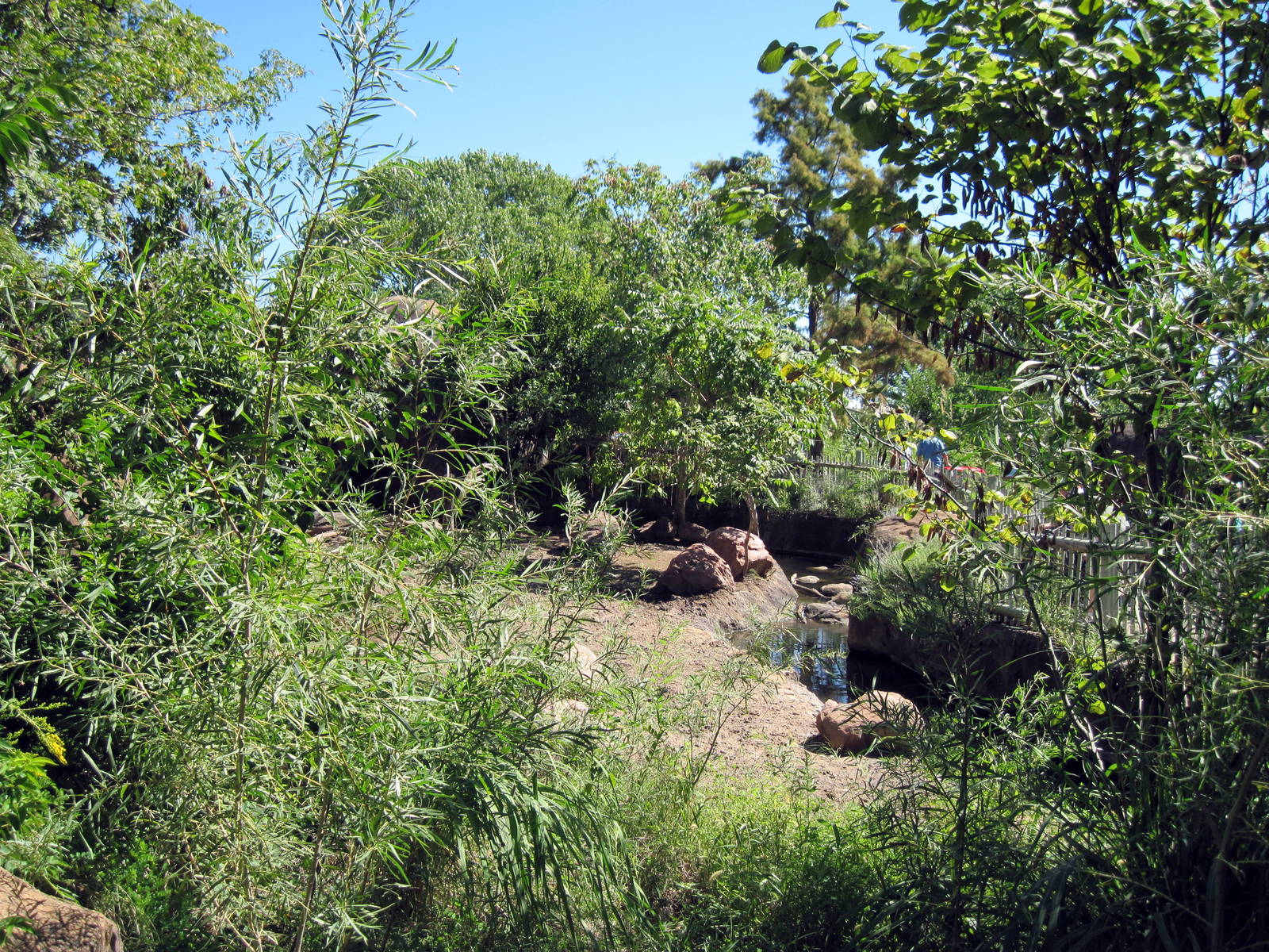 Pride of the Plains-Red River Hog Exhibit