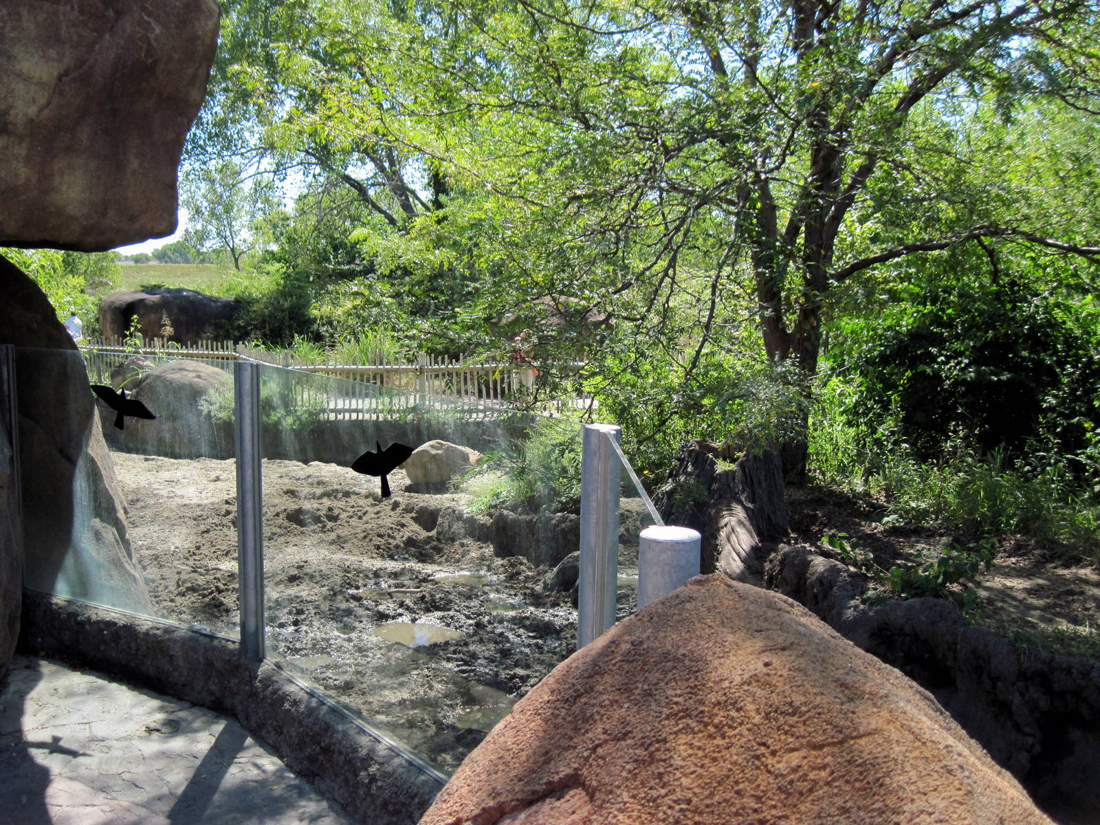 Pride of the Plains-Red River Hog Exhibit