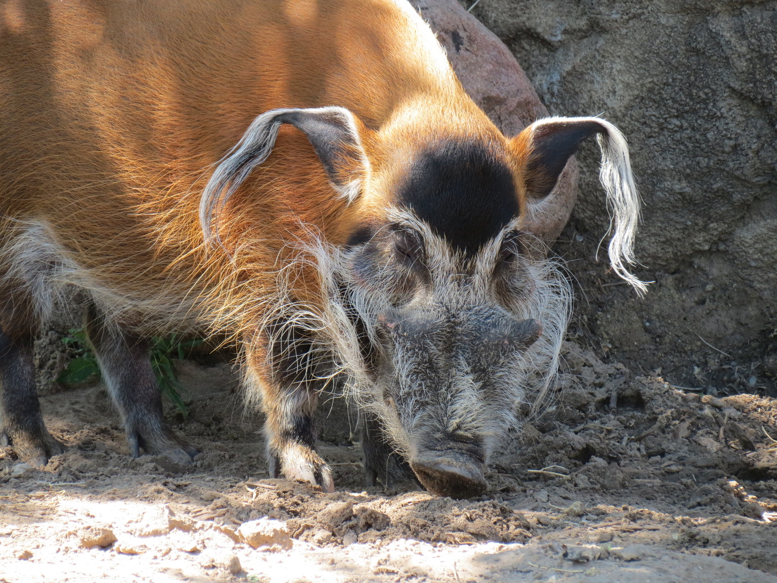 Pride of the Plains - Red River Hog Exhibit