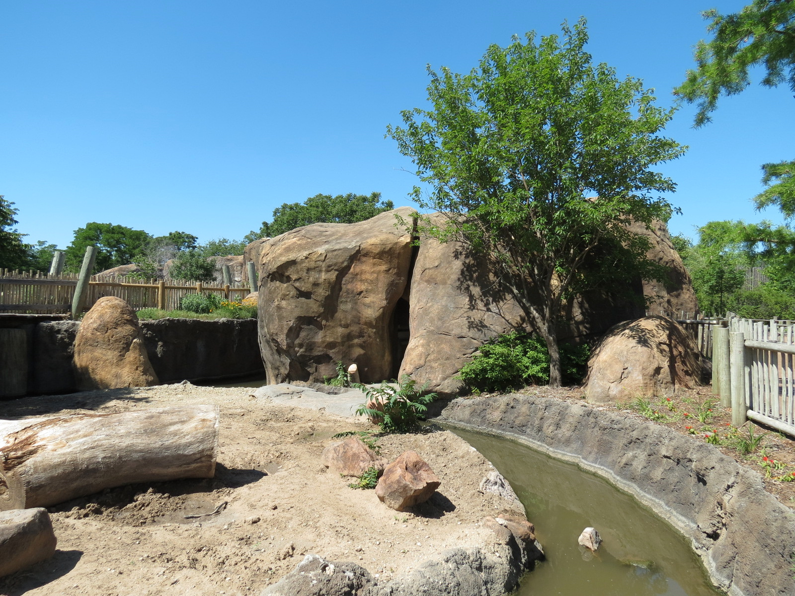 Pride of the Plains - Red River Hog Exhibit