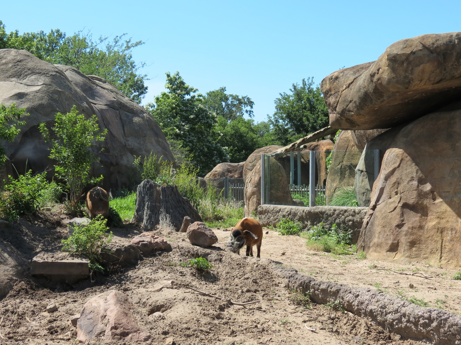 Pride of the Plains - Red River Hog Exhibit