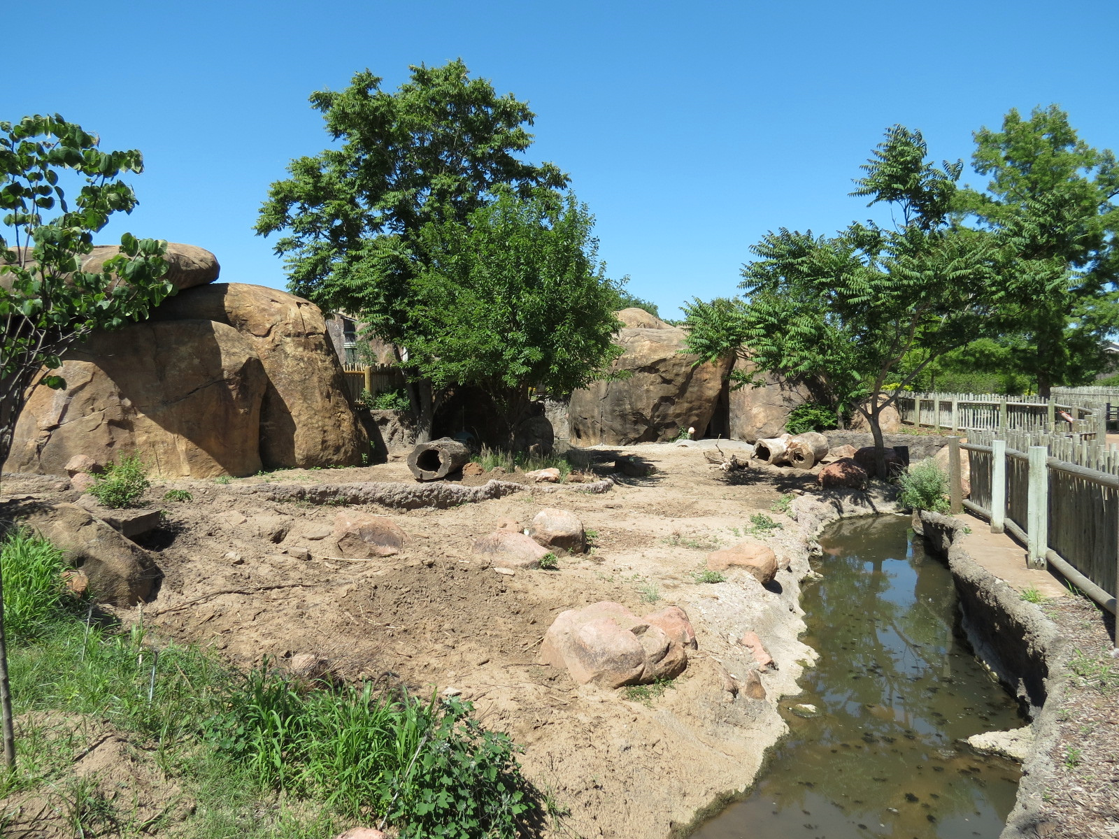 Pride of the Plains - Red River Hog Exhibit