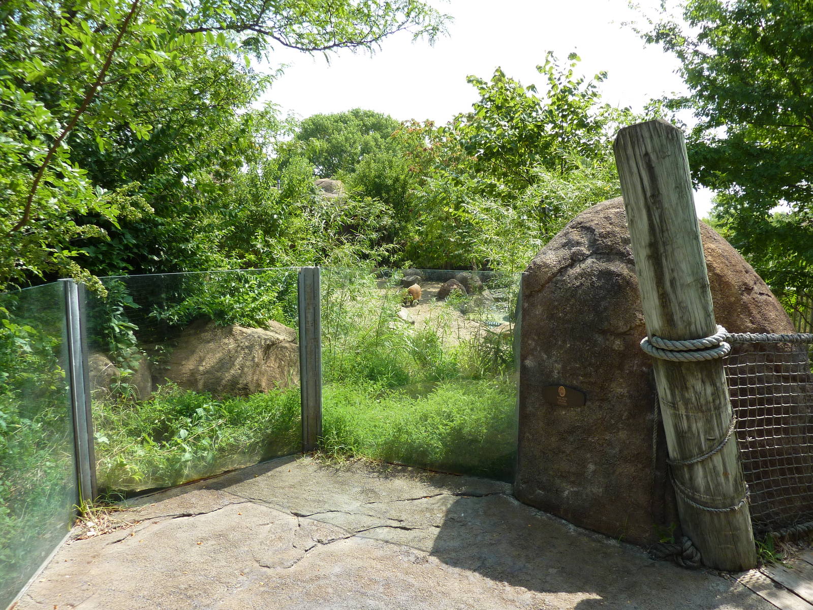 Pride Of The Plains - Red River Hog Viewing Area