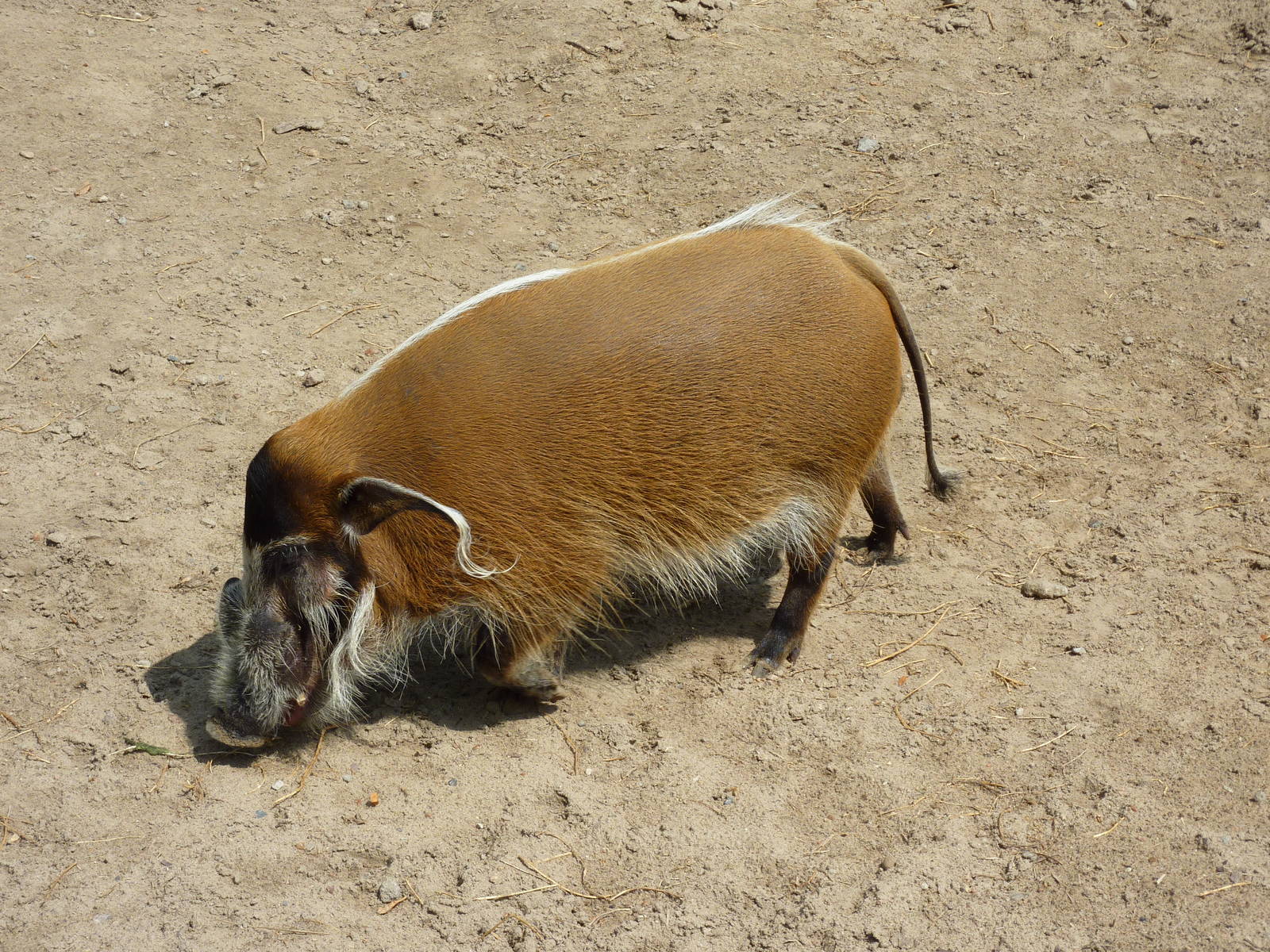 Pride Of The Plains - Red River Hog