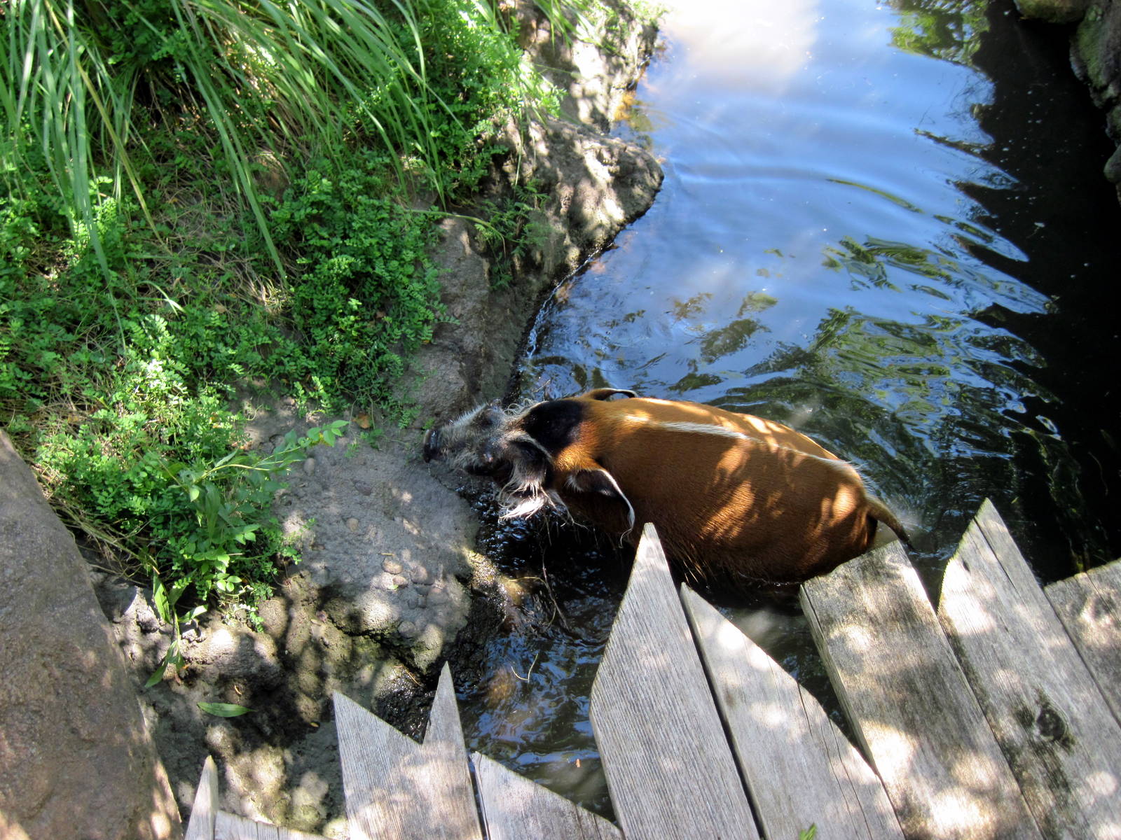 Pride of the Plains-Red River Hog