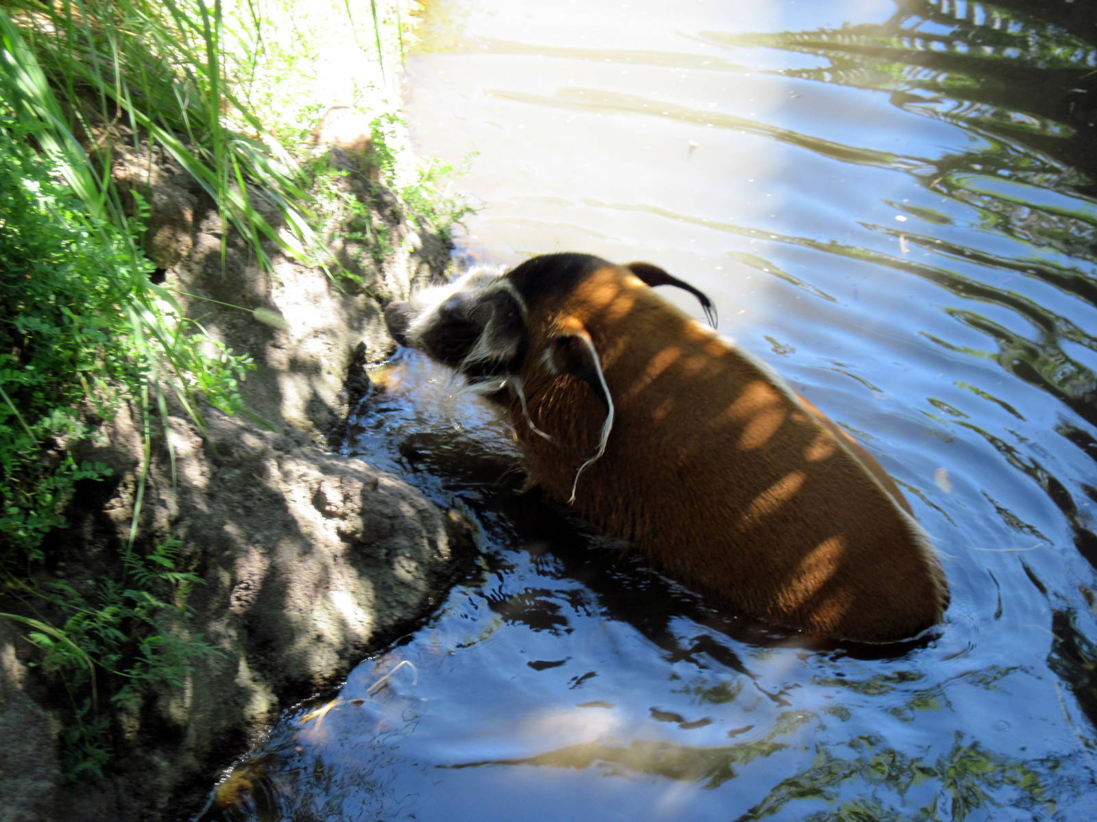 Pride of the Plains-Red River Hog