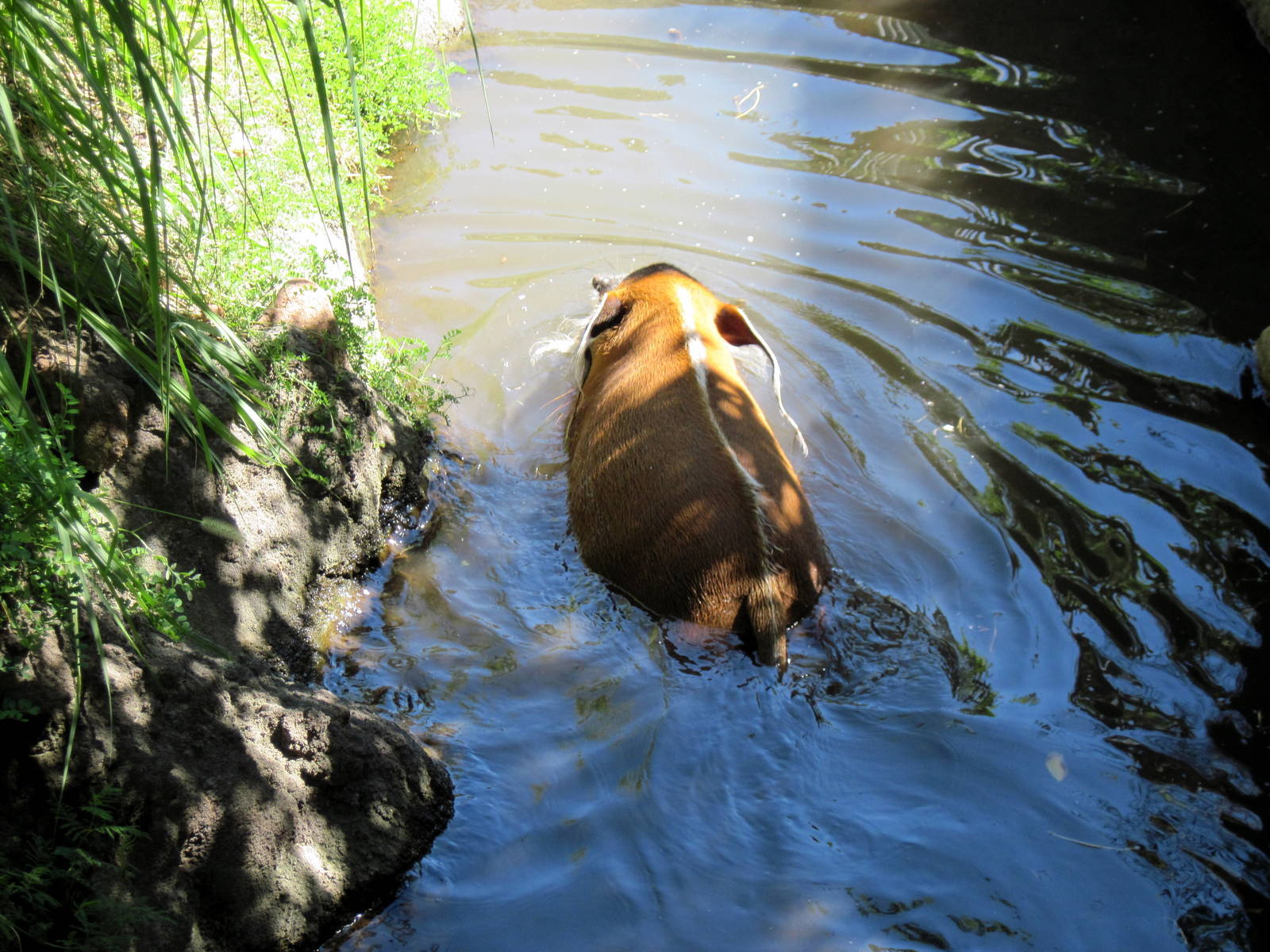 Pride of the Plains-Red River Hog