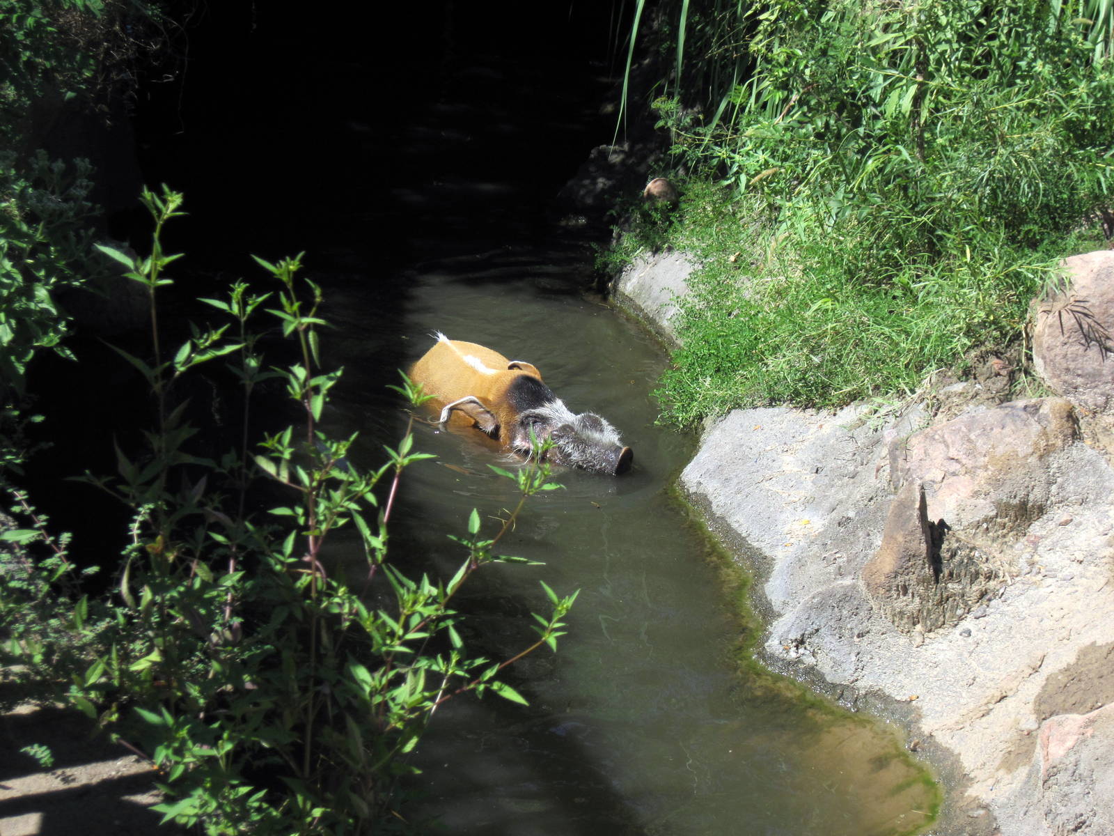 Pride of the Plains-Red River Hog