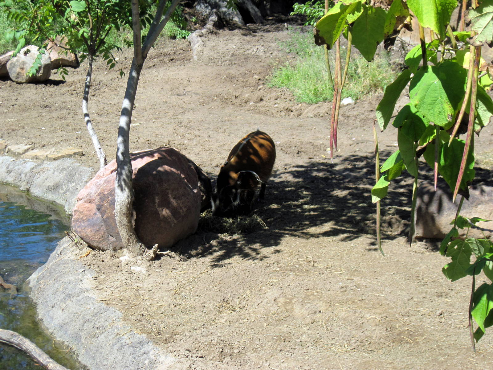 Pride of the Plains-Red River Hog