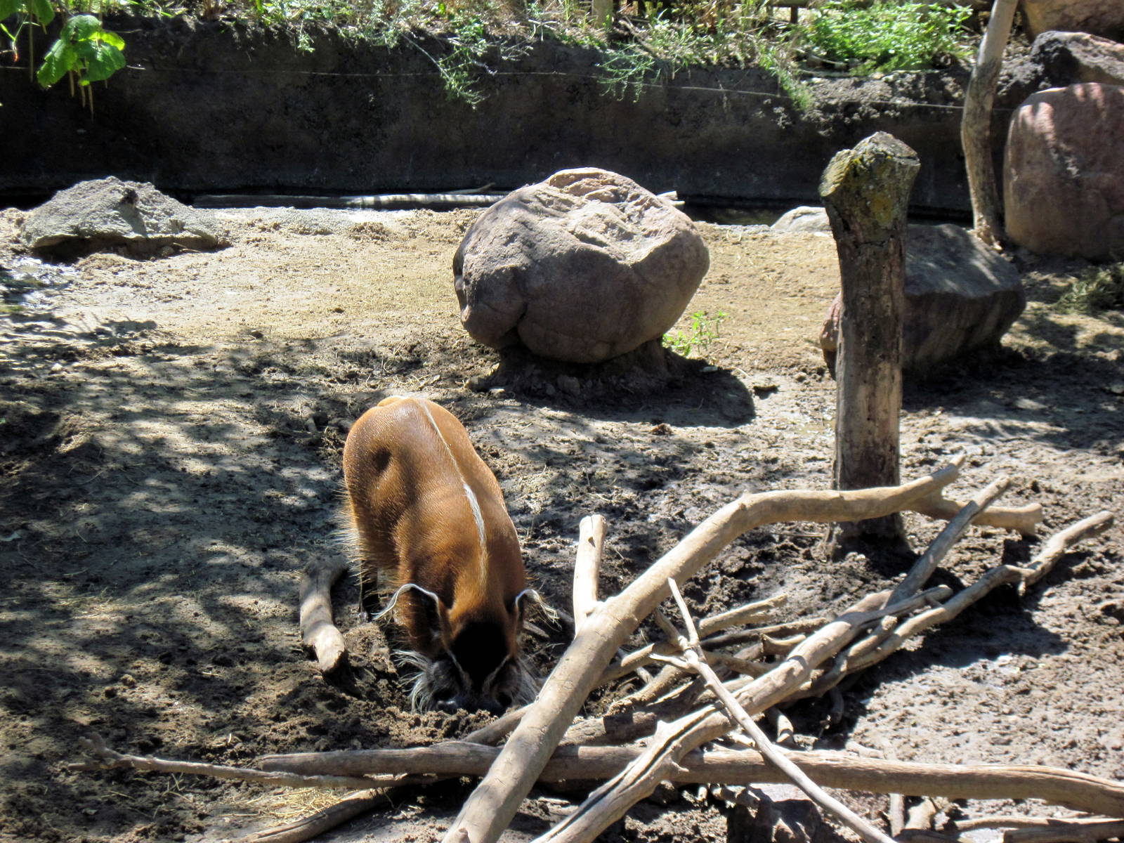 Pride of the Plains-Red River Hog