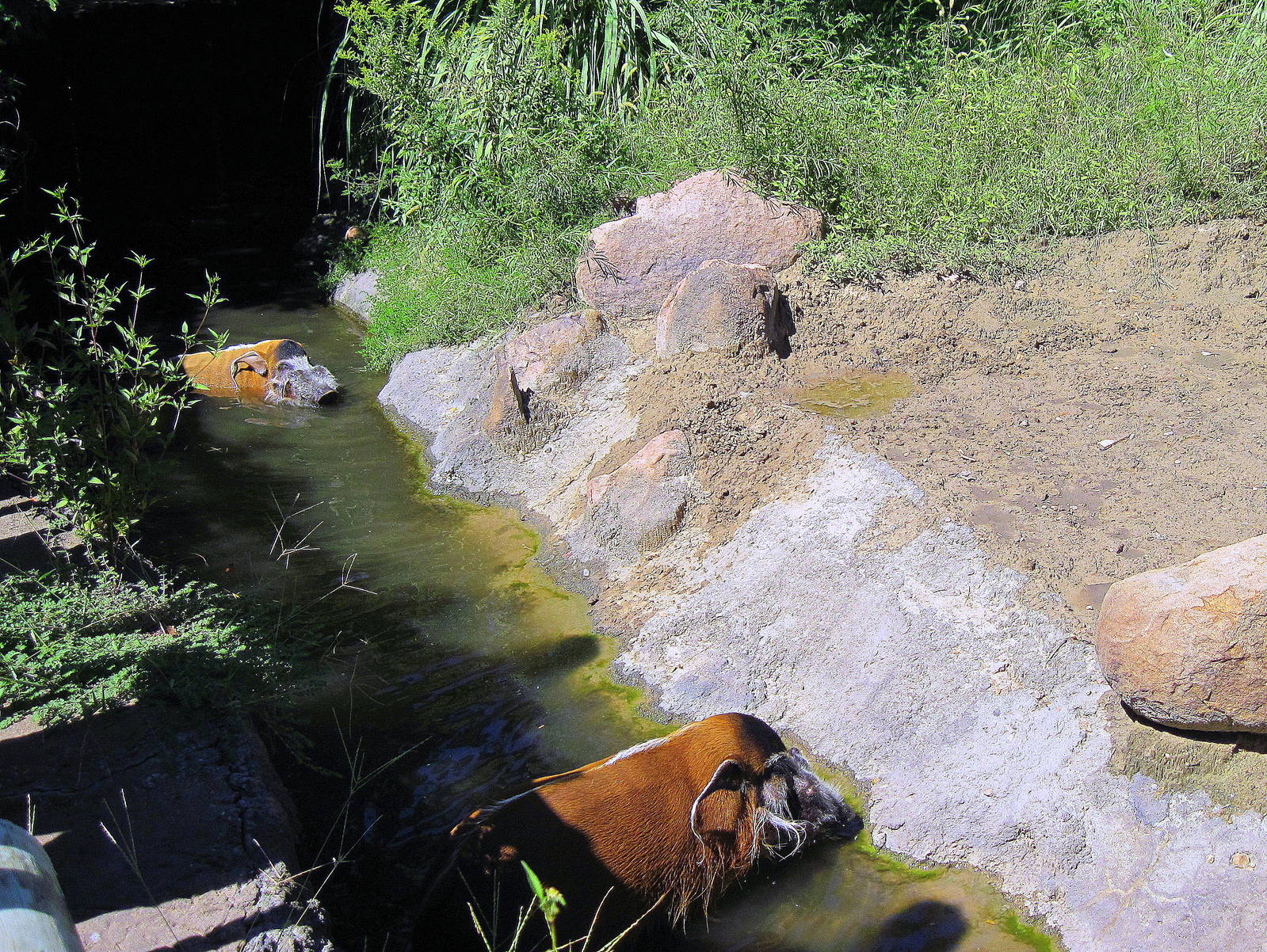 Pride of the Plains-Red River Hogs