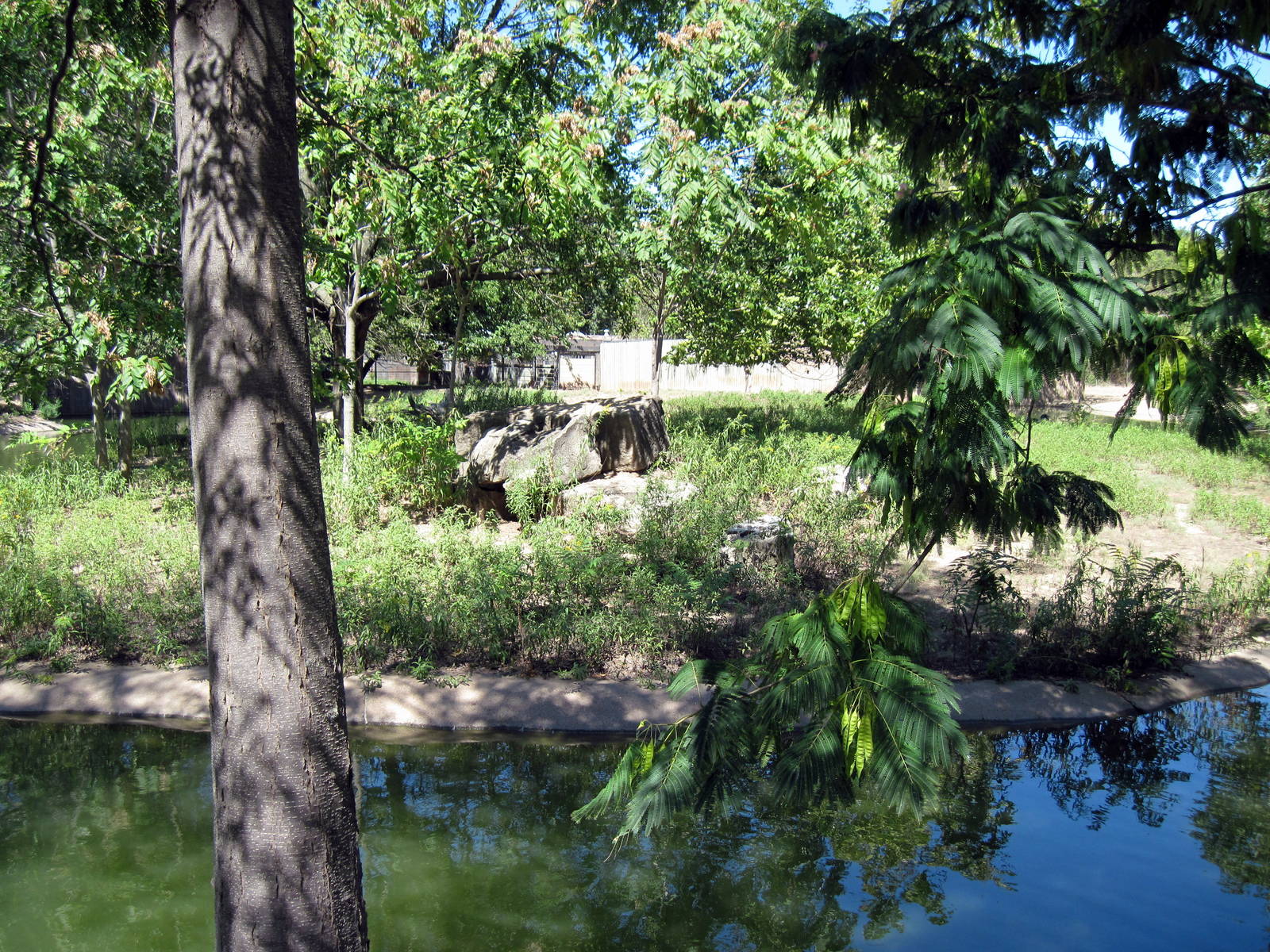 Pride of the Plains-Wild Dog Exhibit