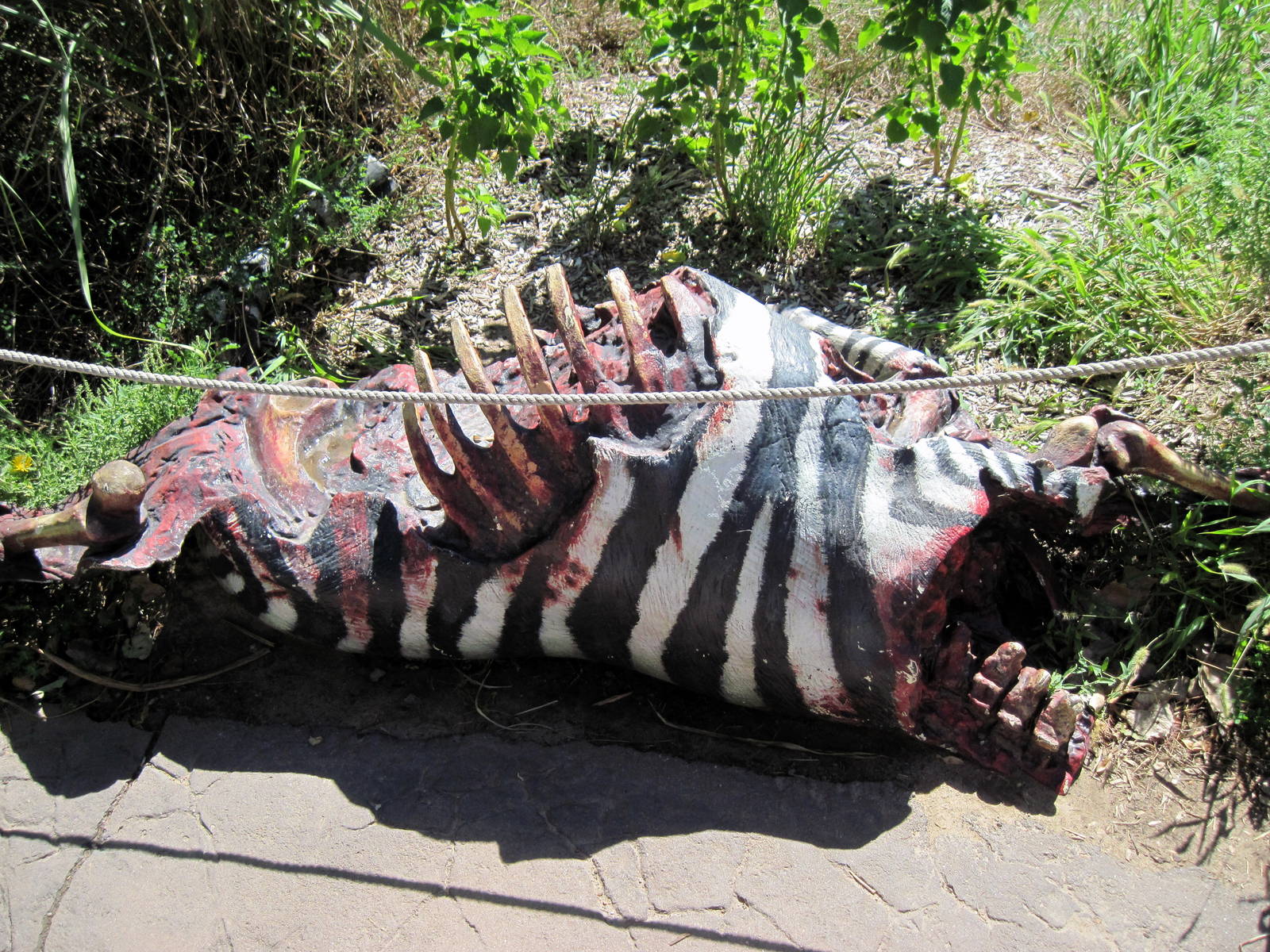 Pride of the Plains-Zebra Carcass