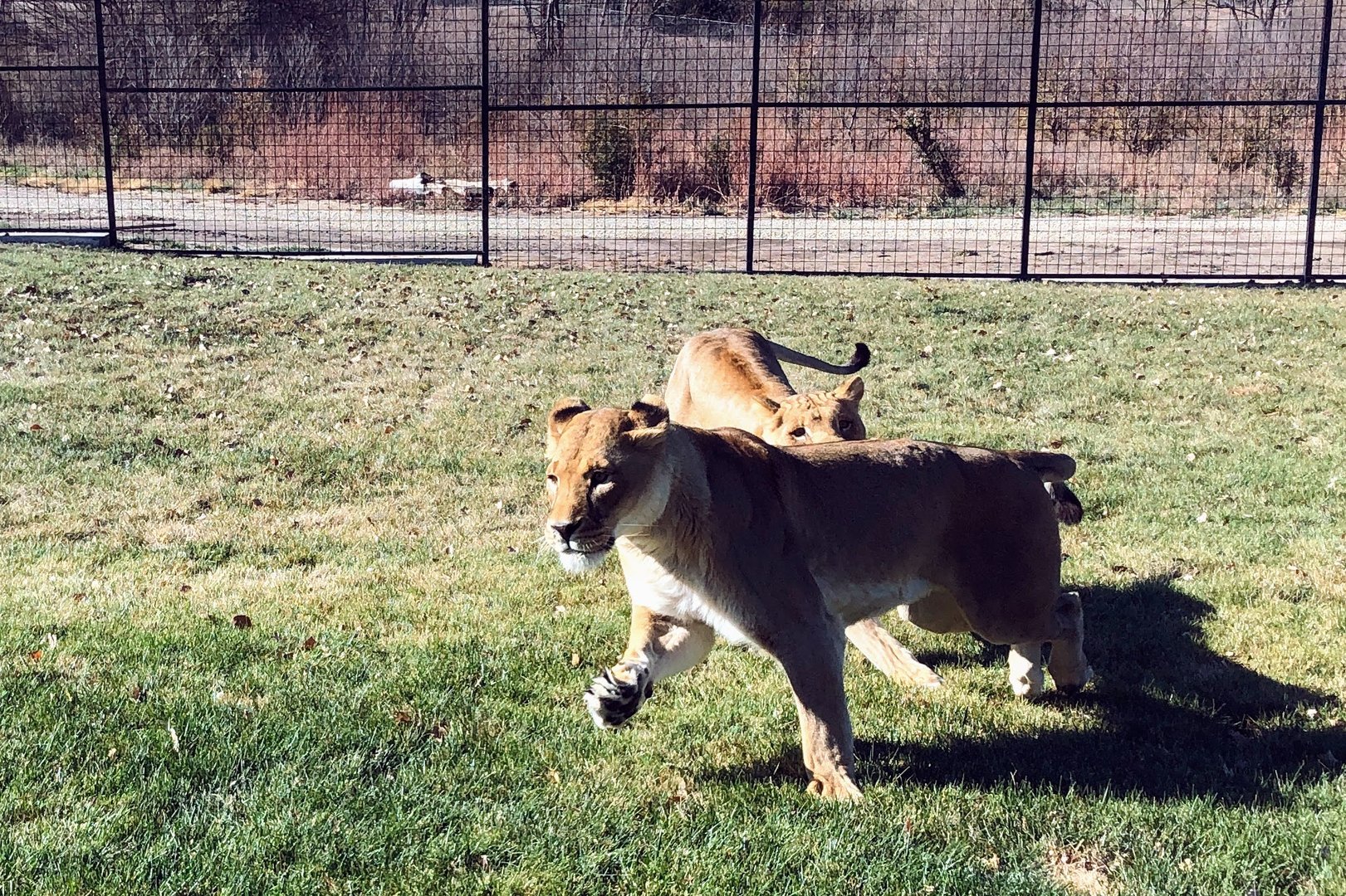Pride of the Prairie