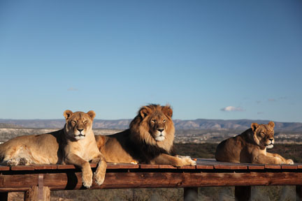 Pride of three lions