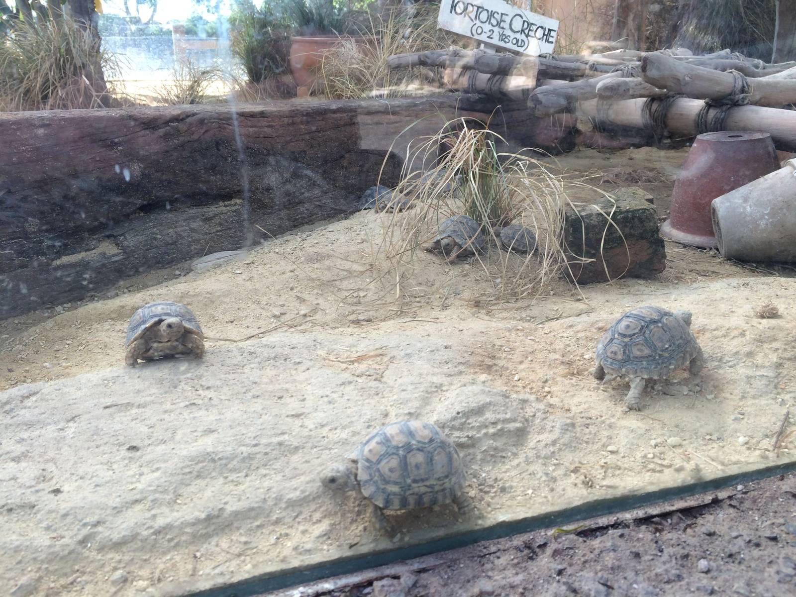 Pridelands Escarpment, Leopard Tortoises
