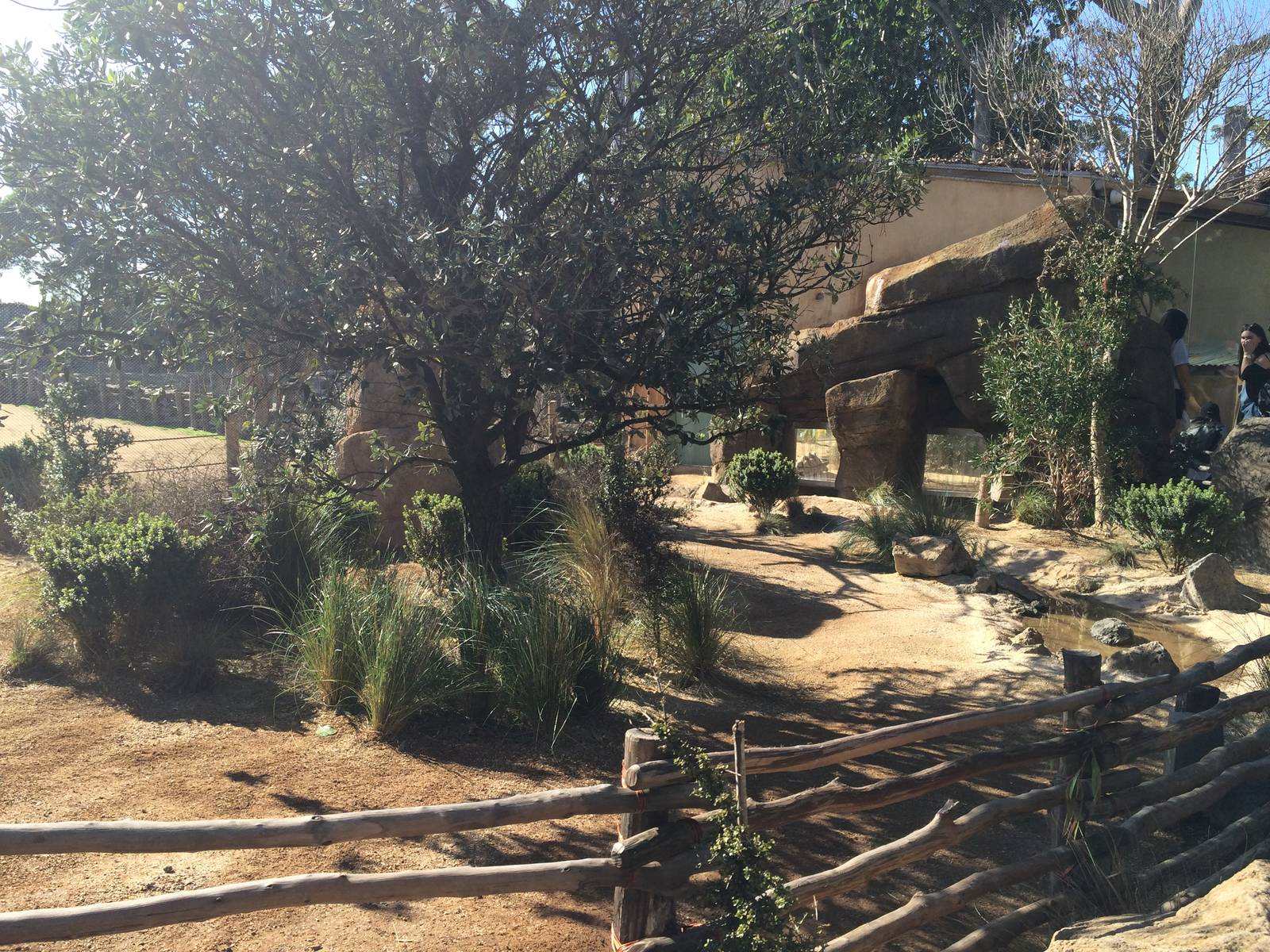 Pridelands Escarpment, Leopard Tortoises