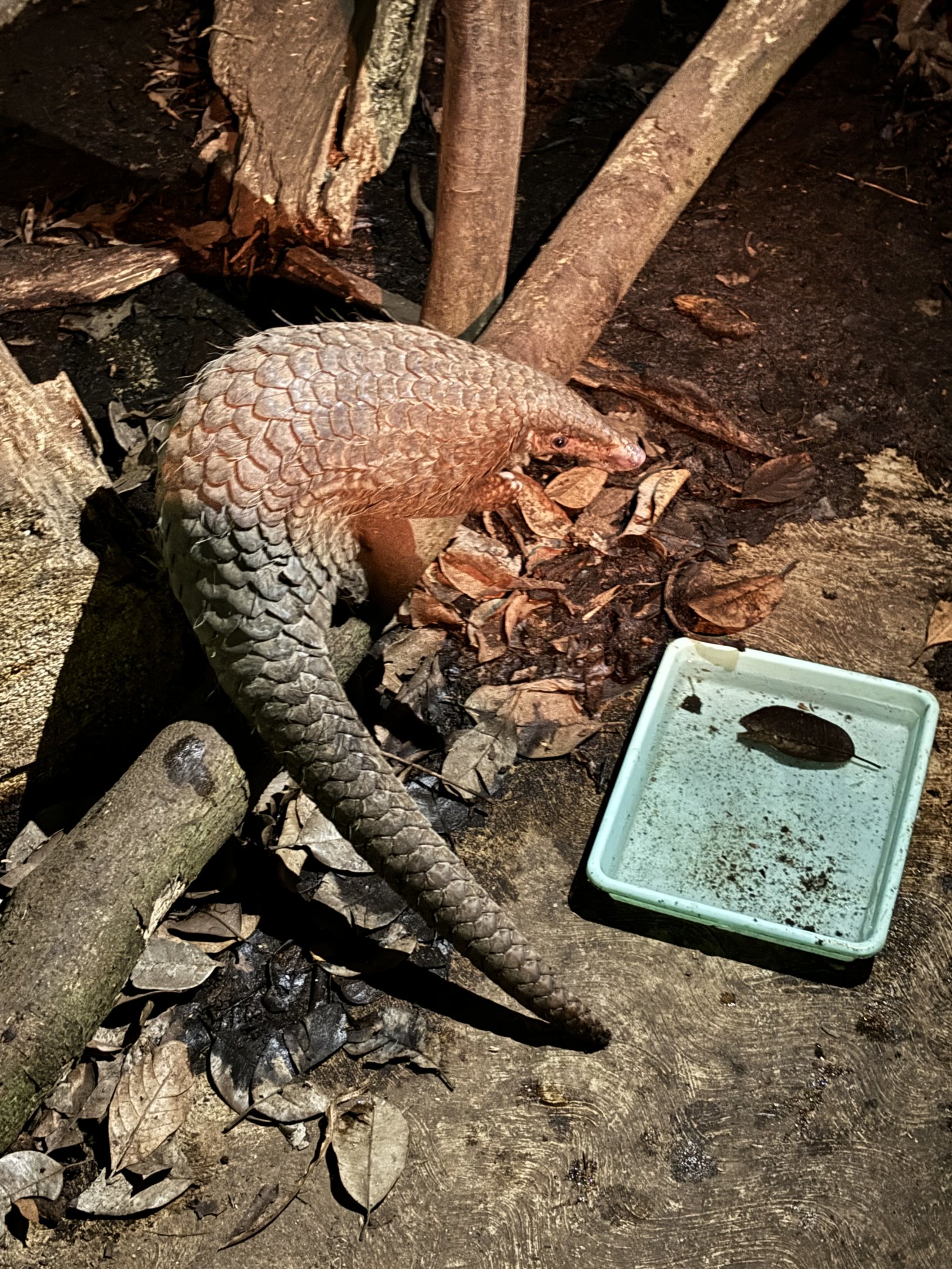 Prigen Conservation Breeding Ark - Pangolin