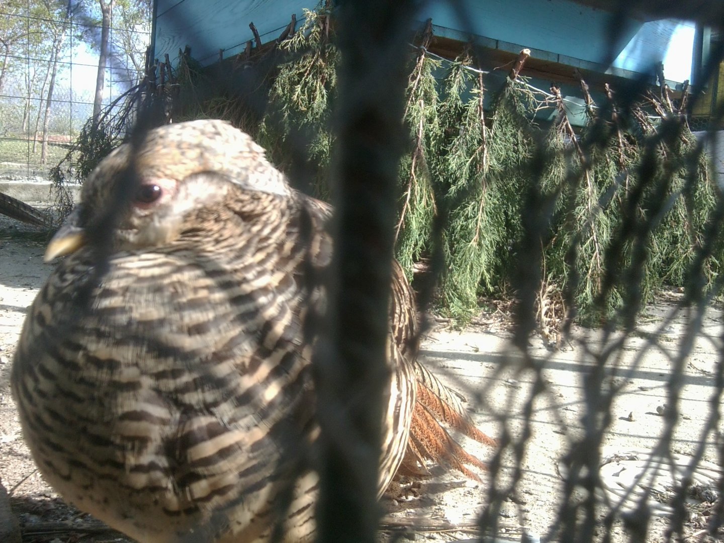 Prilep petting garden - female pheasant