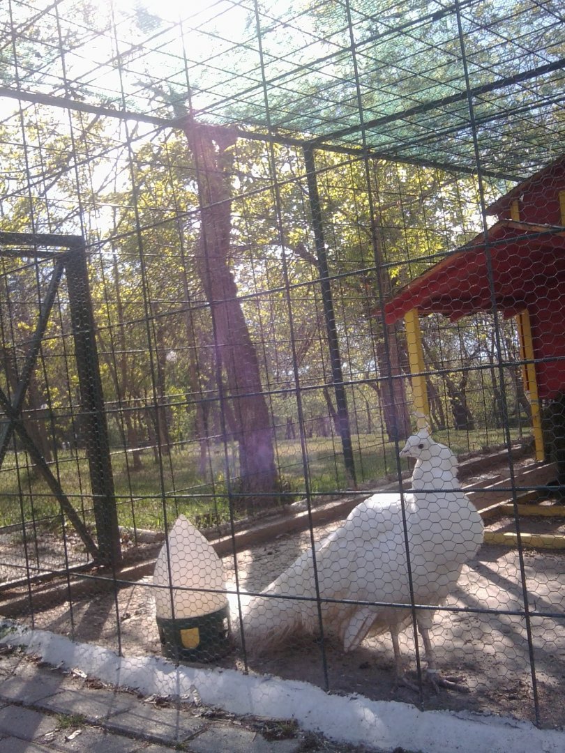 Prilep petting garden - white peacock