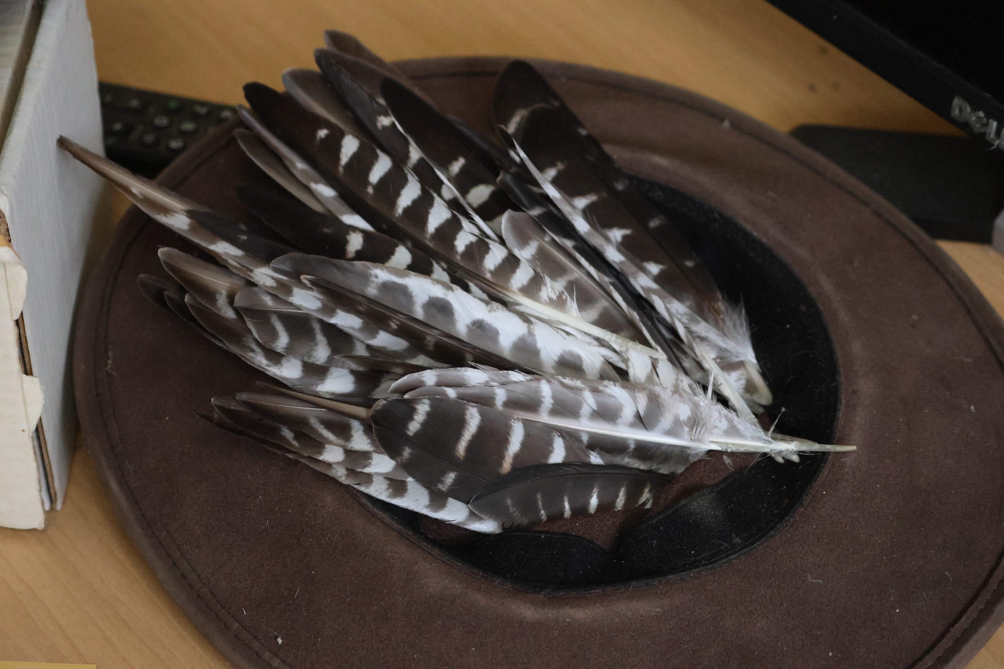 Primaries from Kārearea (Falco novaeseelandiae), Kārearea Falcon Trust (Blenheim)