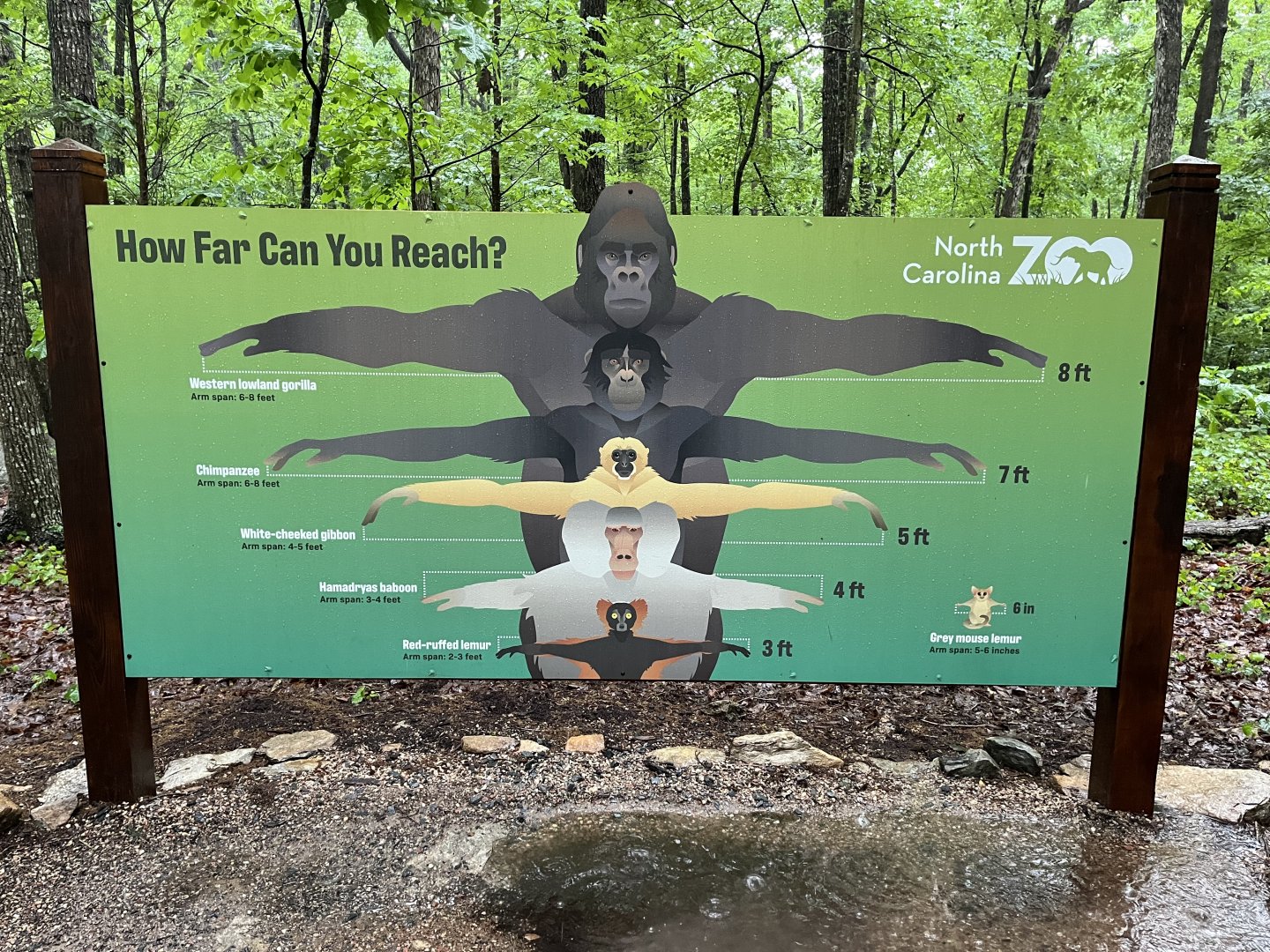 Primate Armspan Display near Baboons