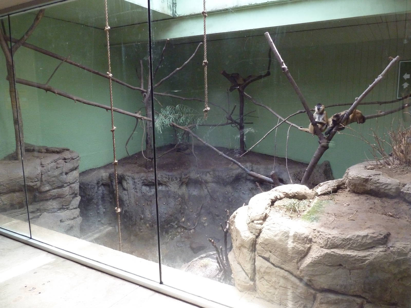 Primate Building - Black-Handed Spider Monkey Exhibit