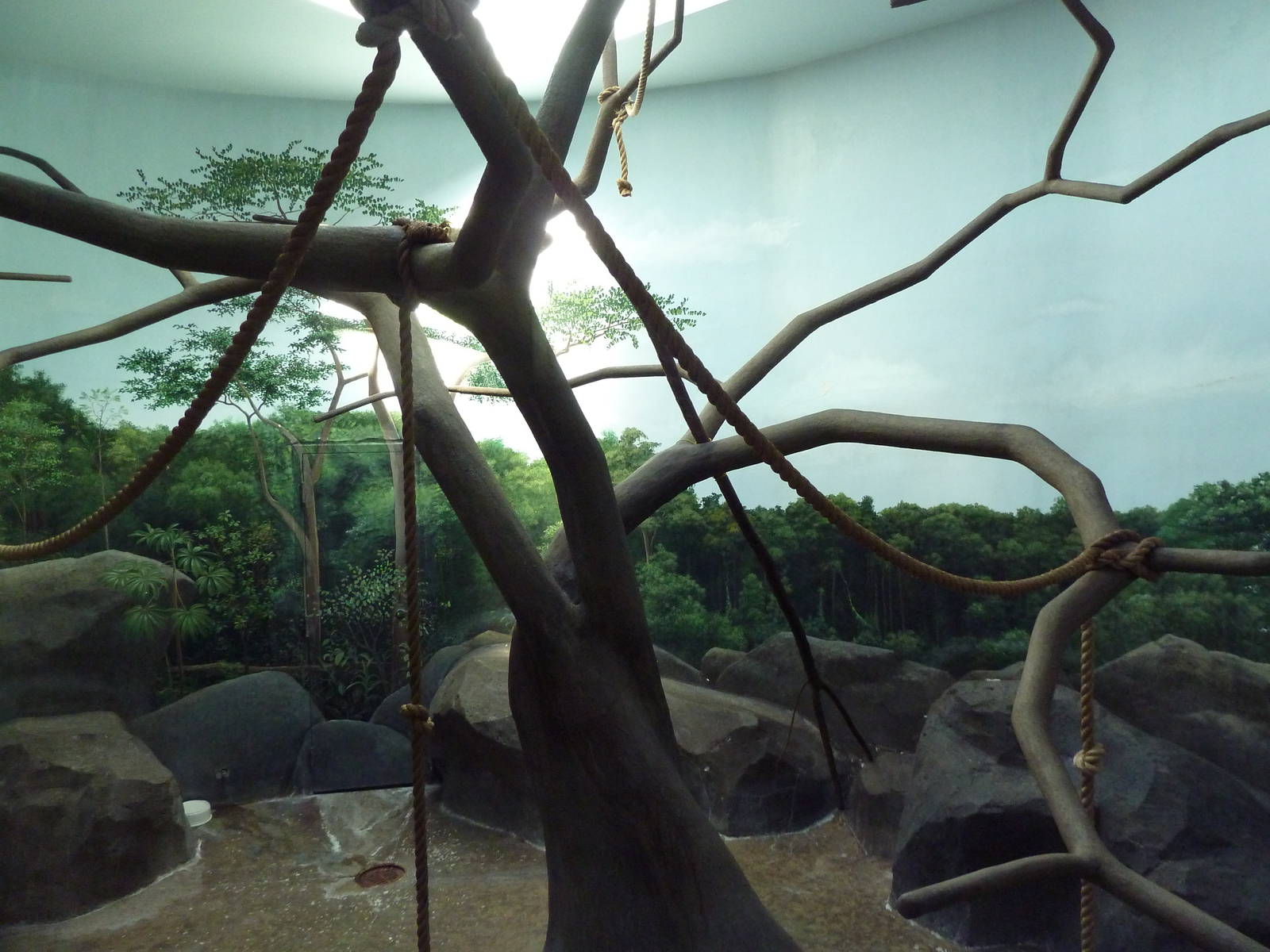 Primate Building - Black Howler Monkey Exhibit