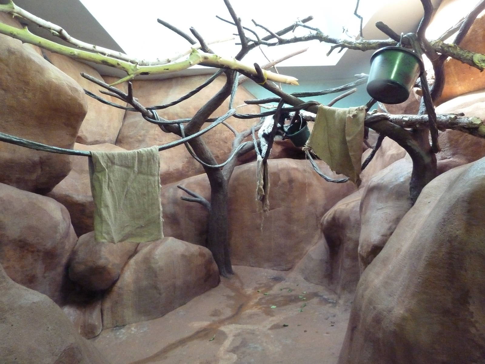 Primate Building - Black + White Ruffed Lemur Exhibit