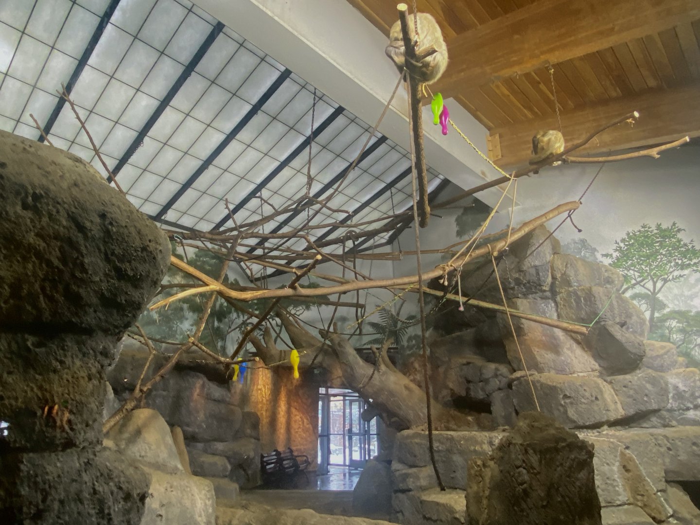 Primate Building - Geoffroy’s Spider Monkey Exhibit