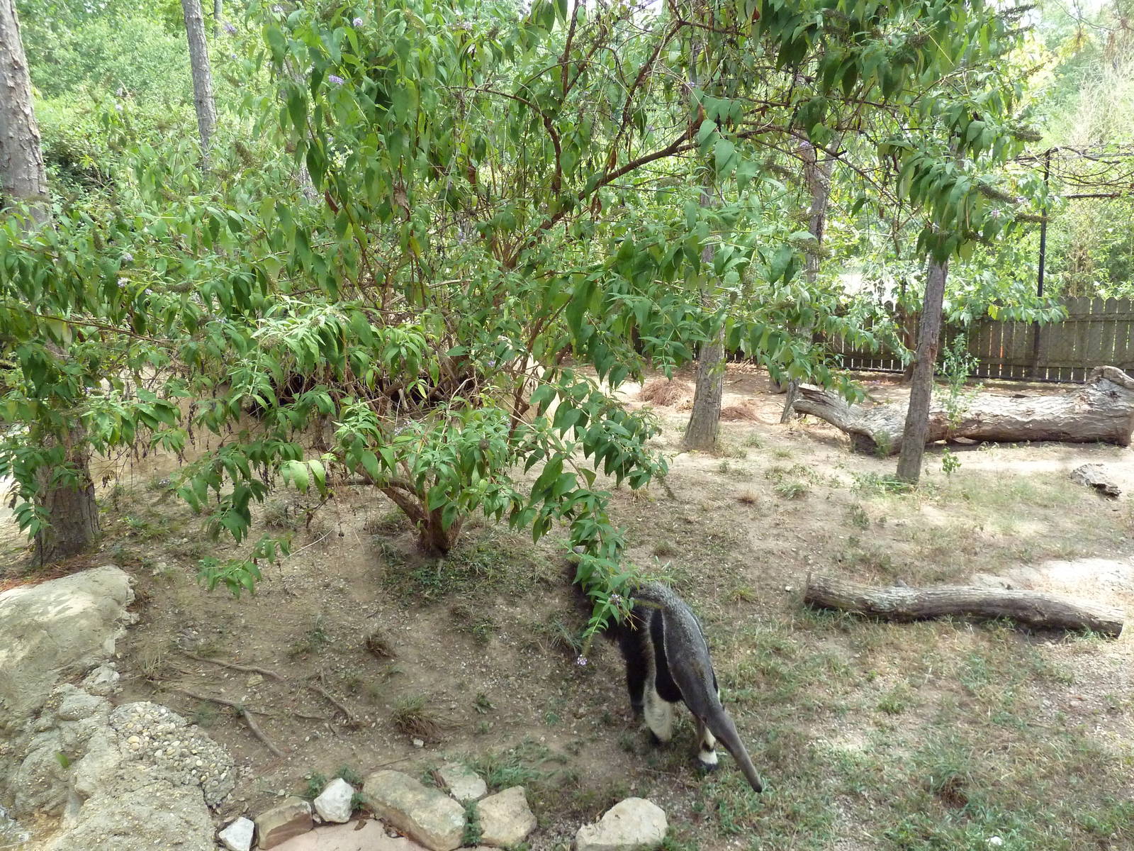 Primate Building - Giant Anteater Exhibit