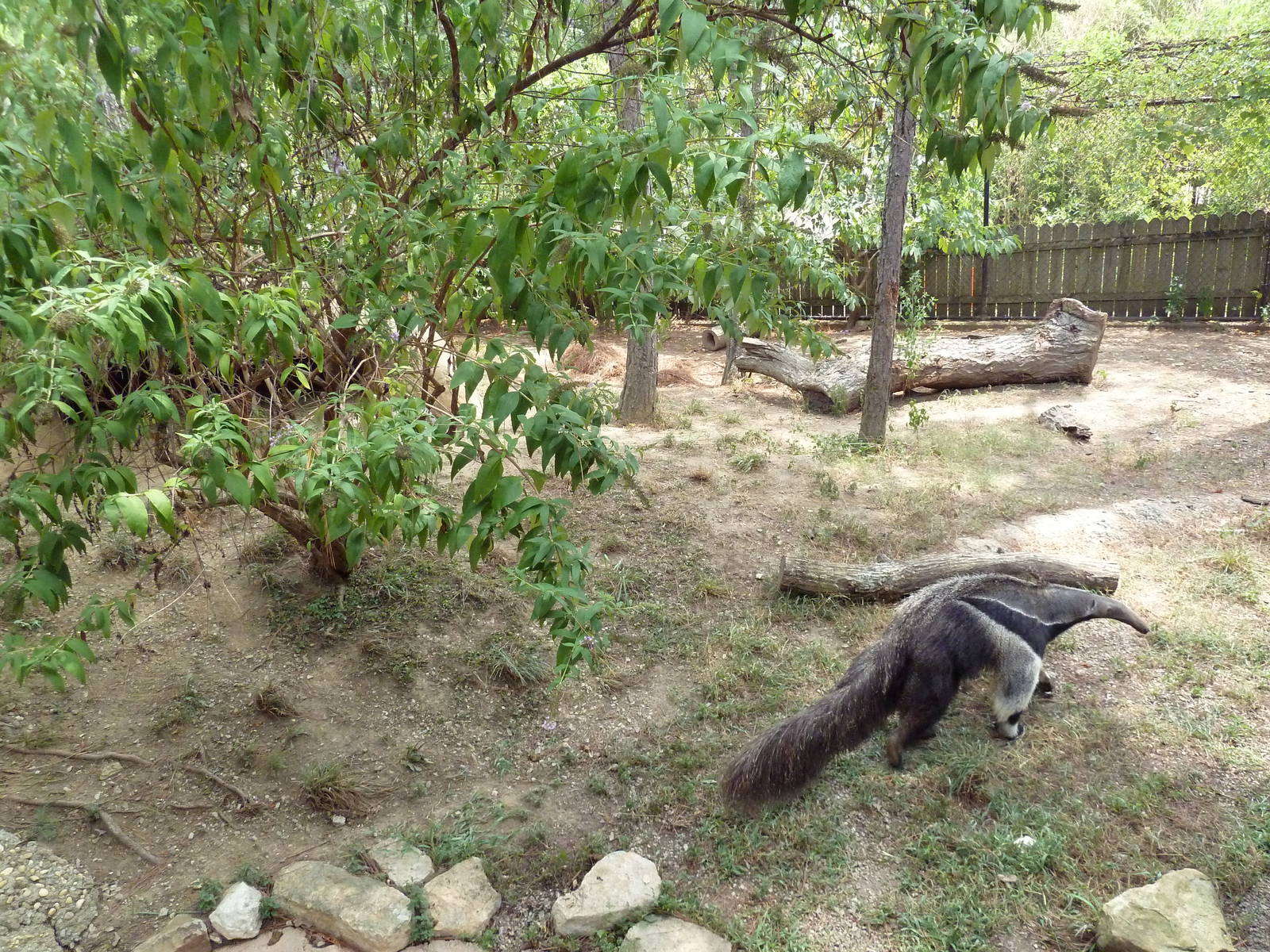 Primate Building - Giant Anteater Exhibit