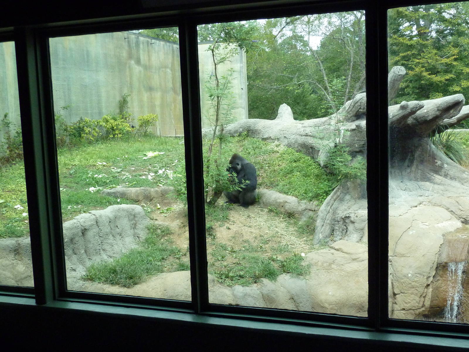 Primate Building - Gorilla Exhibit