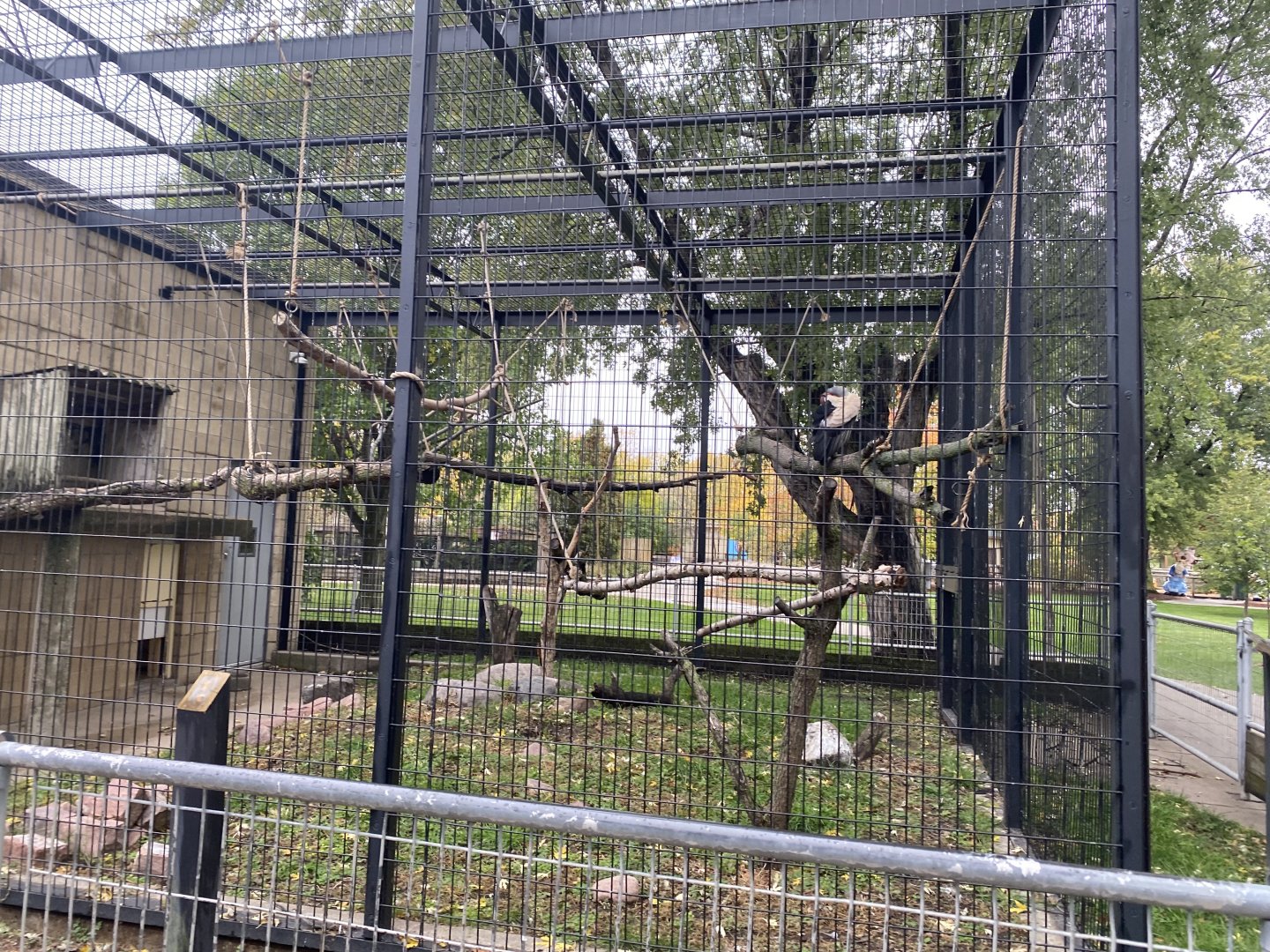 Primate Building - King Vulture Exhibit