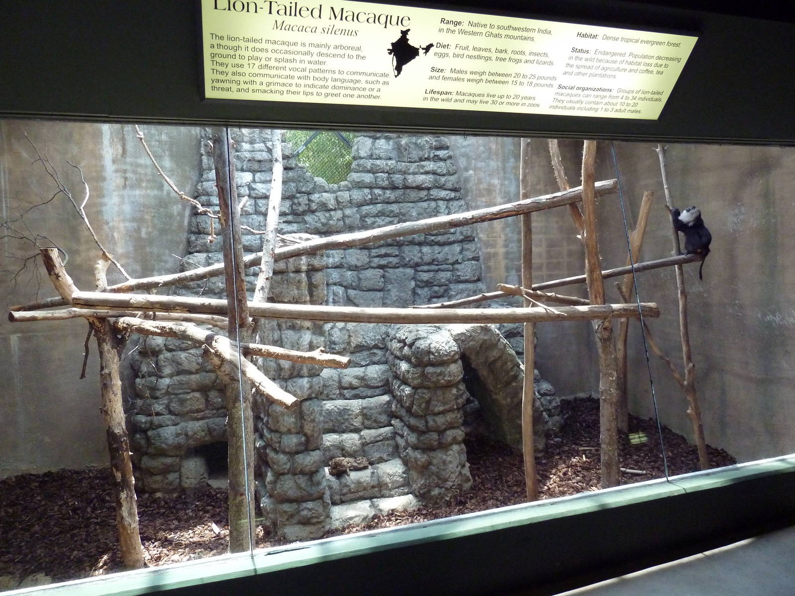 Primate Building - Lion-Tailed Macaque Exhibit