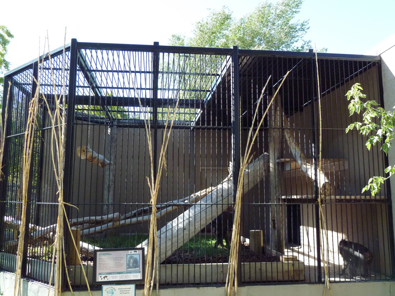 Primate Building - Mandrill Cage