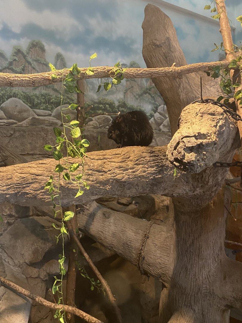 Primate Building - Murphy the Blue-Eyed Black Lemur