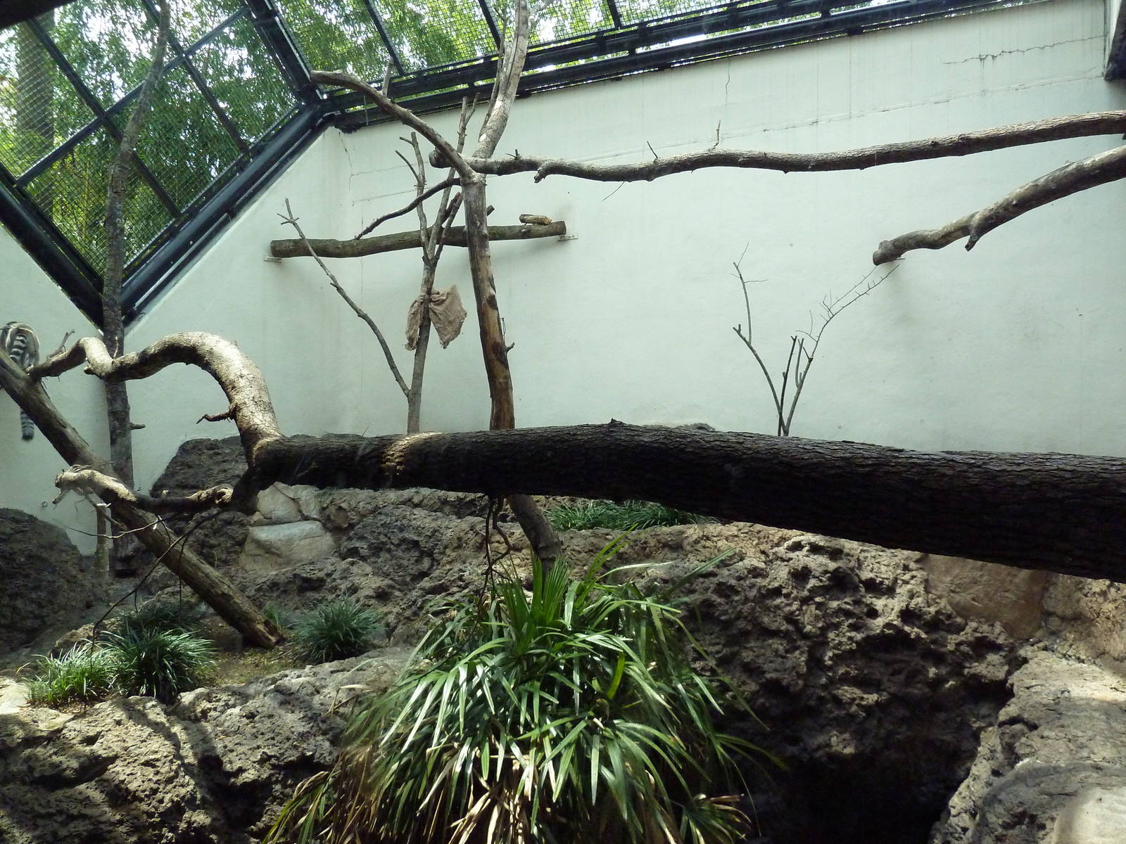 Primate Building - Ring-Tail/Red-Fronted Lemur Exhibit