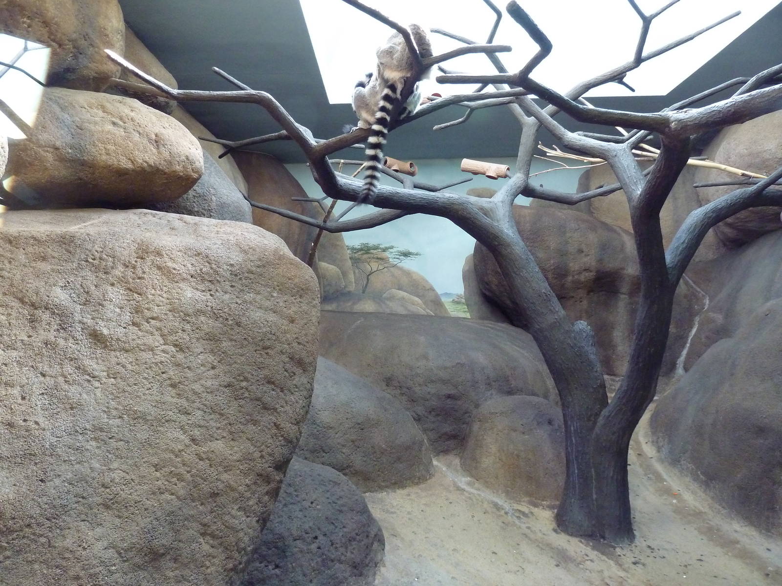 Primate Building - Ring-Tailed Lemur Exhibit