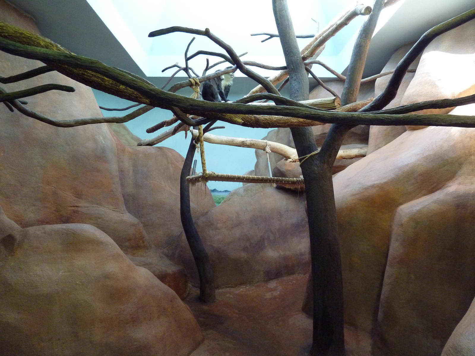 Primate Building - Schmidt's Guenon Exhibit