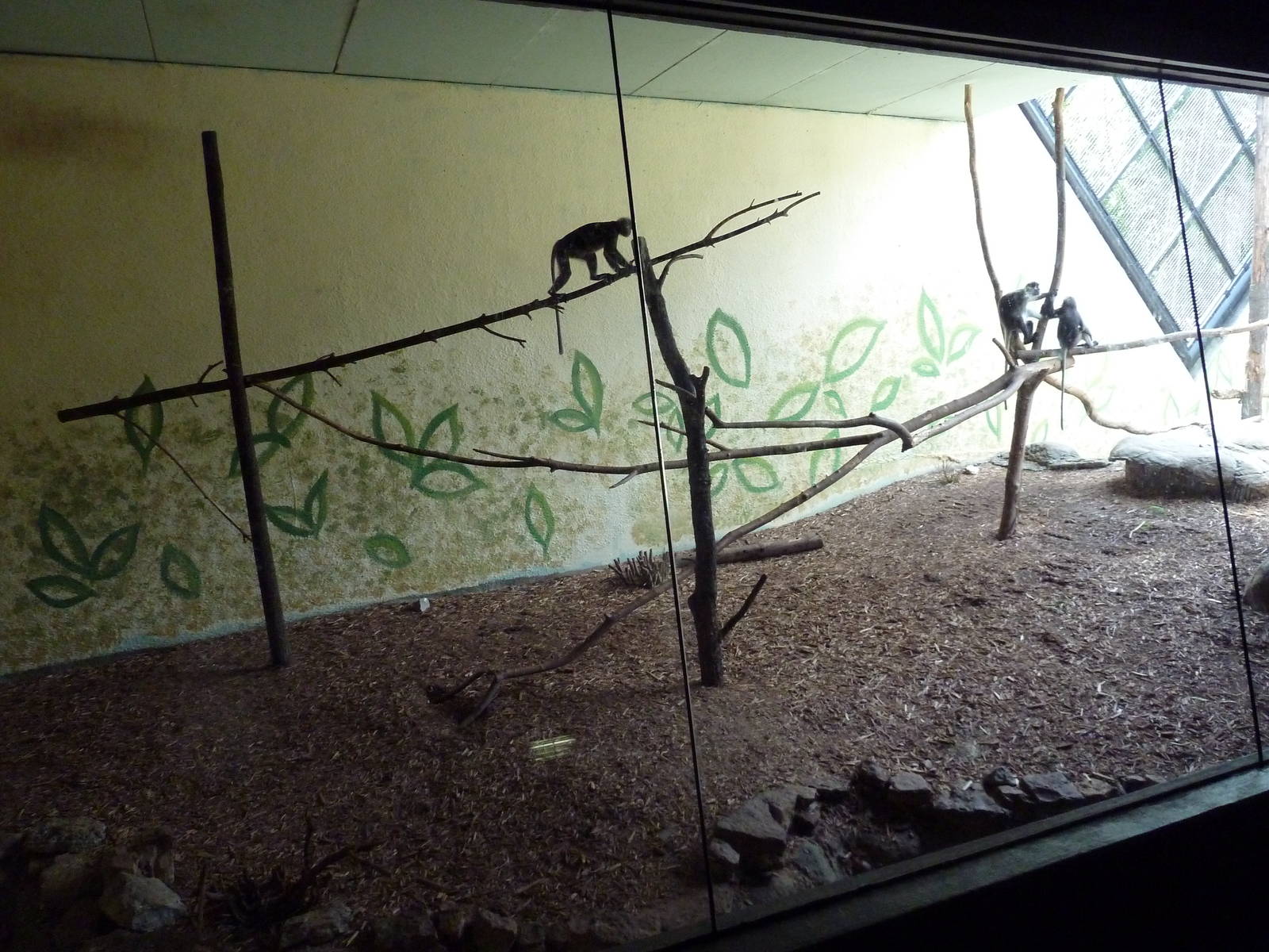 Primate Building - Spectacled Langur Exhibit