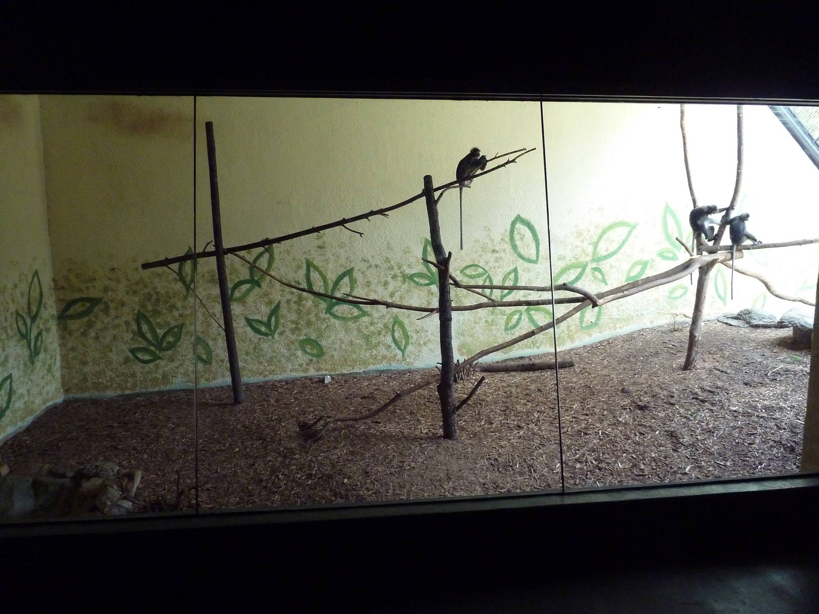 Primate Building - Spectacled Langur Exhibit