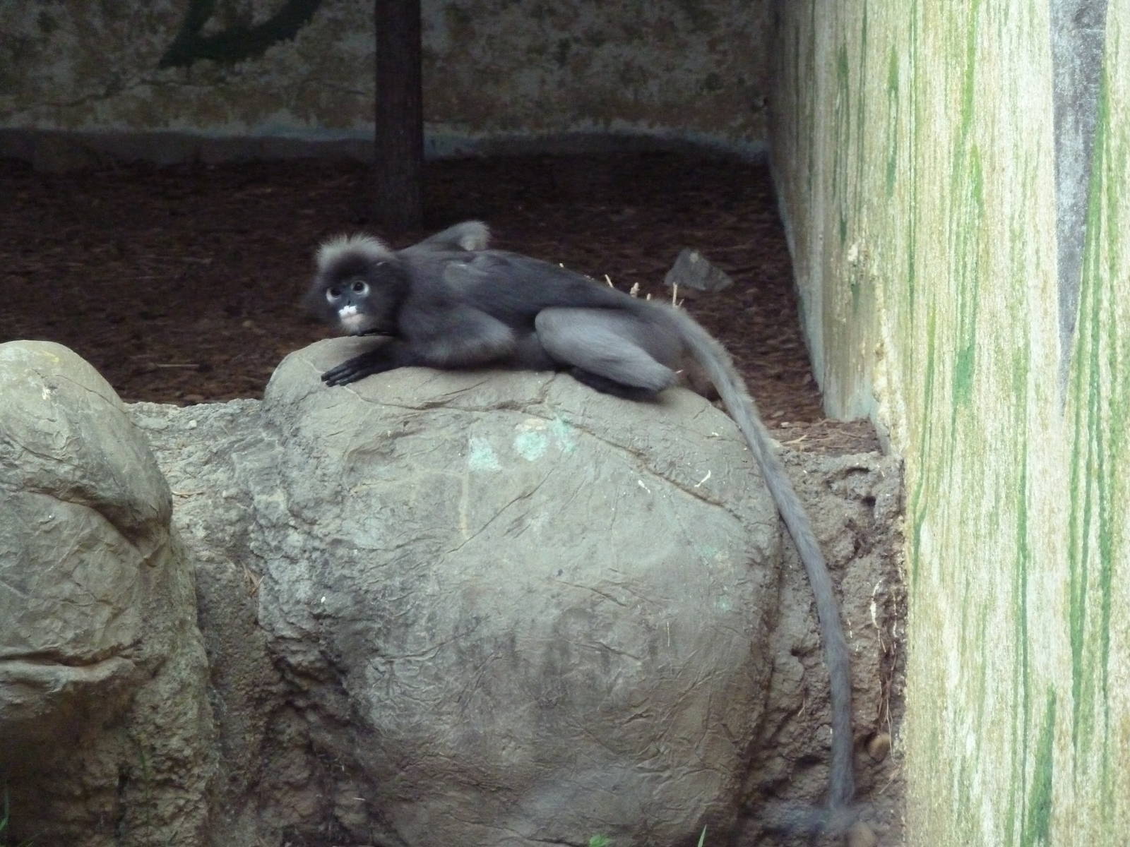 Primate Building - Spectacled Langur