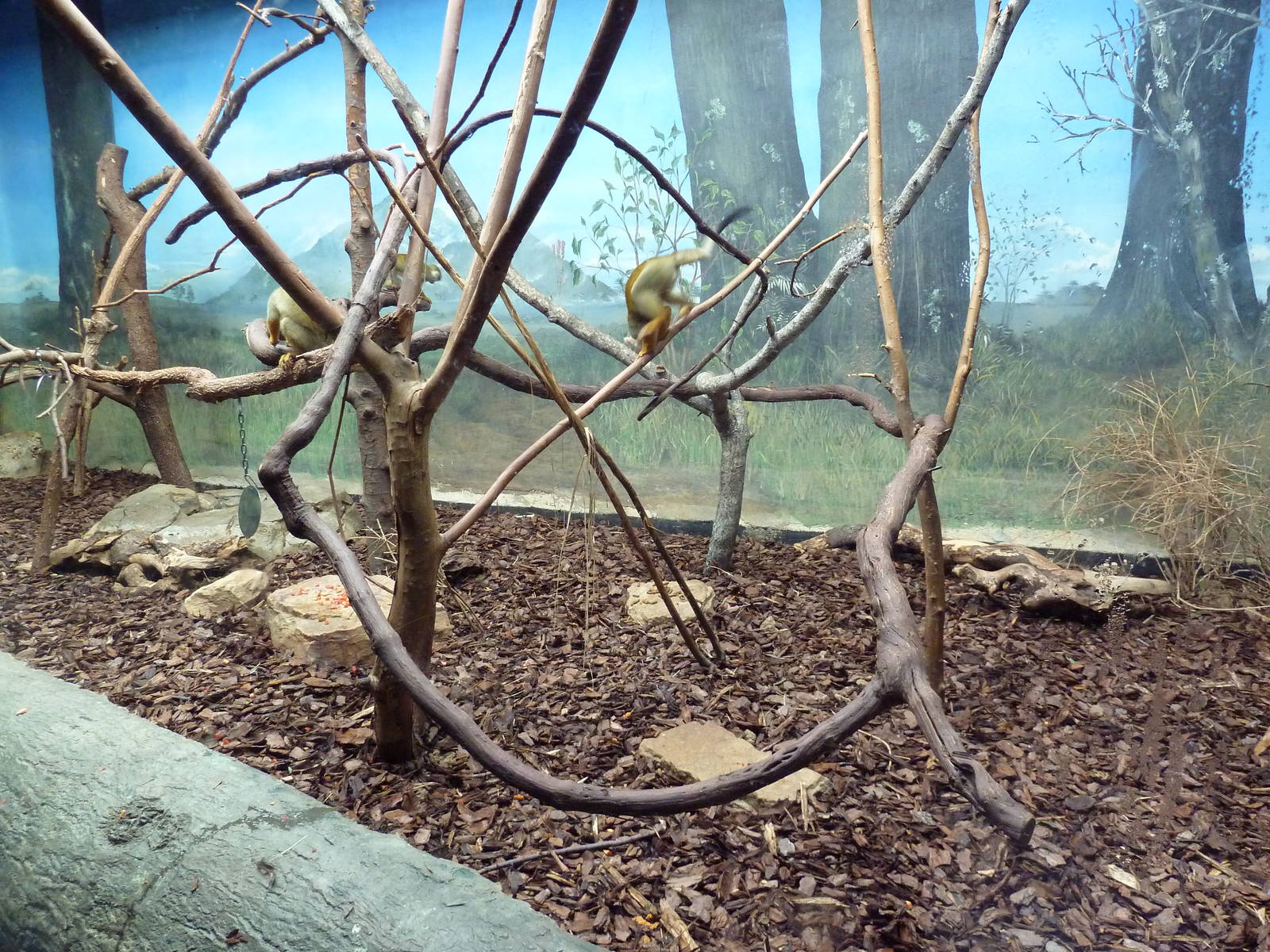 Primate Building - Squirrel Monkey Exhibit