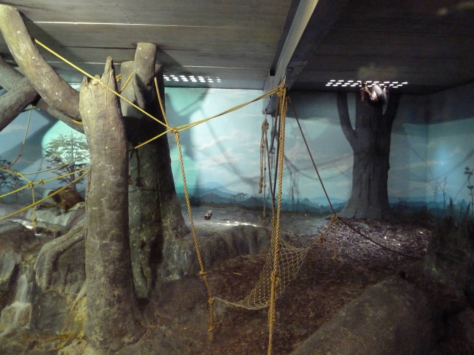 Primate Building - Sumatran Orangutan Exhibit