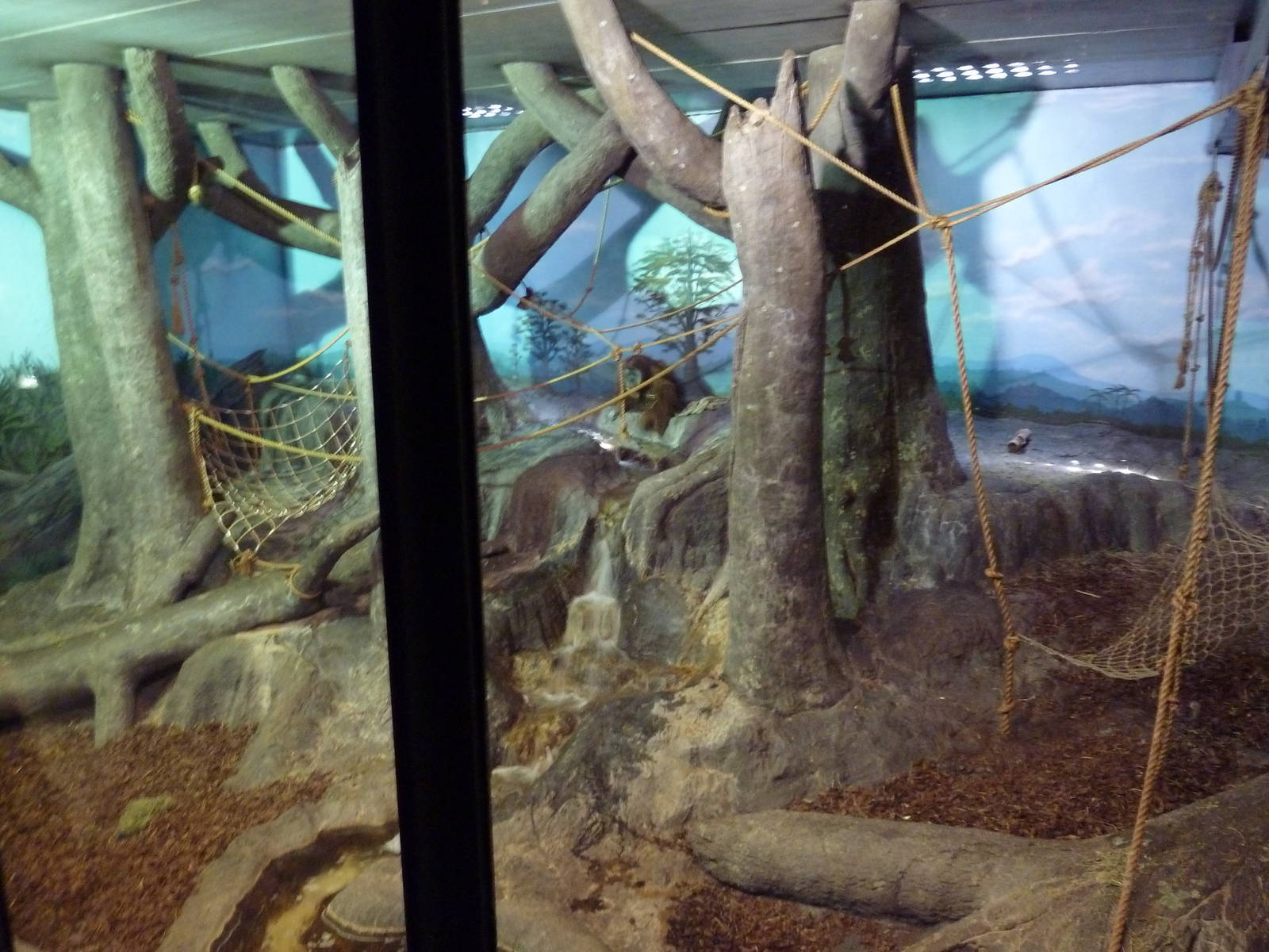 Primate Building - Sumatran Orangutan Exhibit