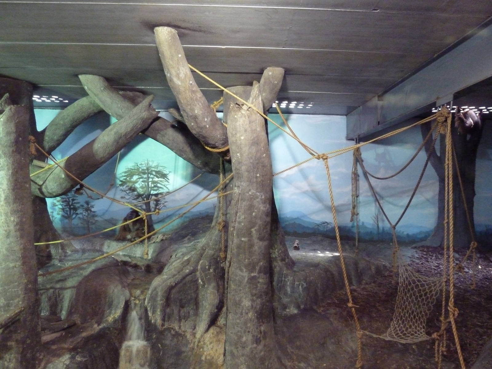 Primate Building - Sumatran Orangutan Exhibit